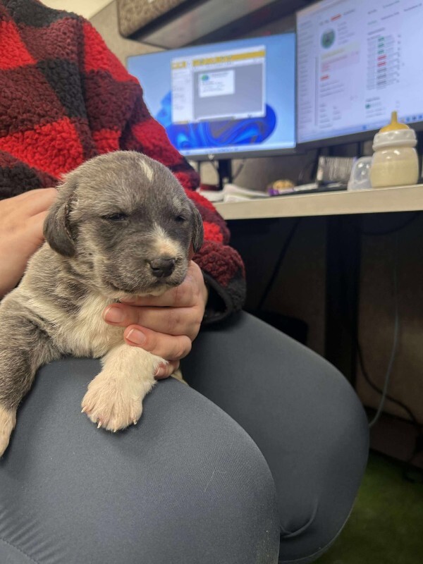 Picture of the Animal Listed