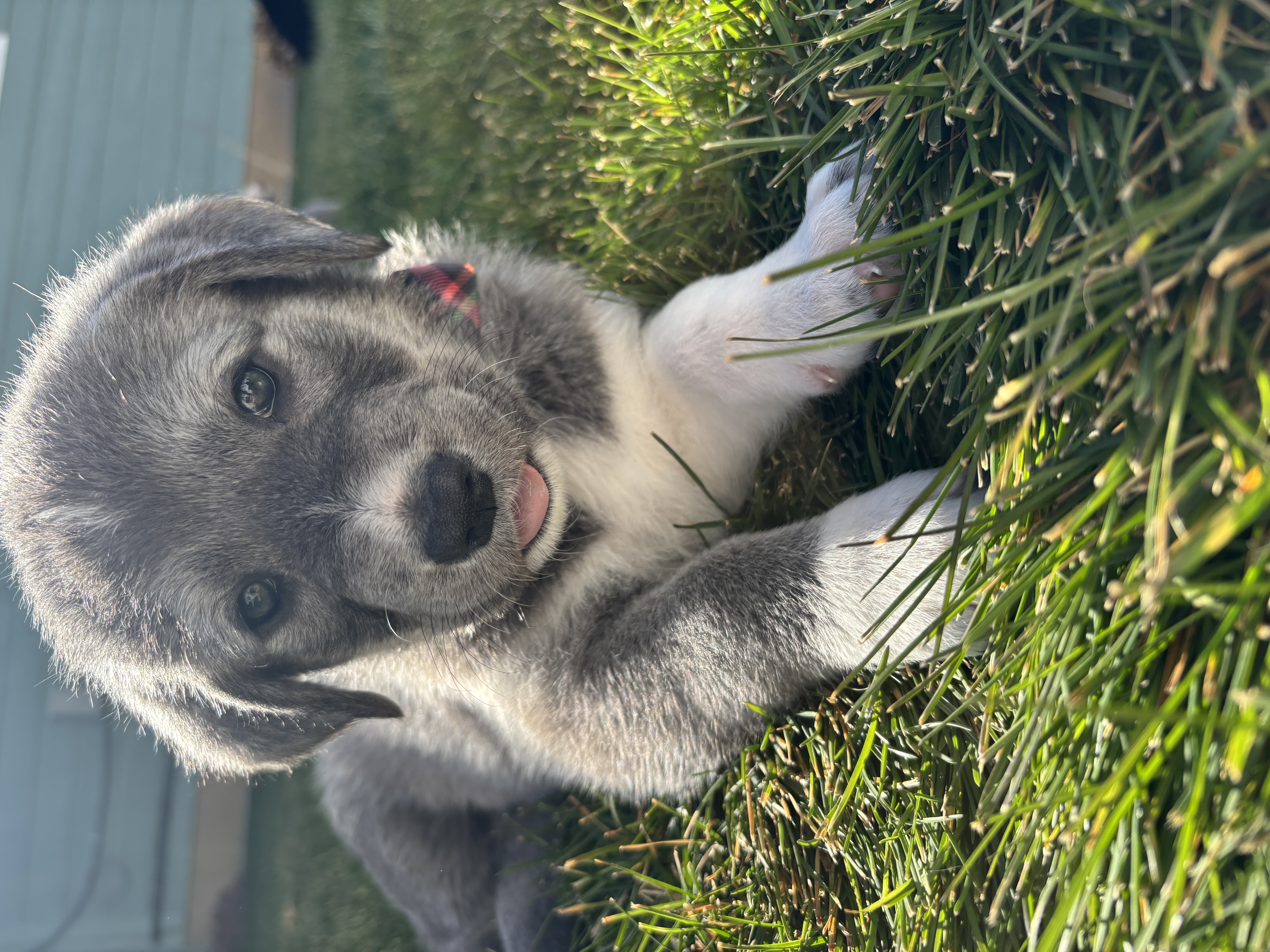 Picture of the Animal Listed