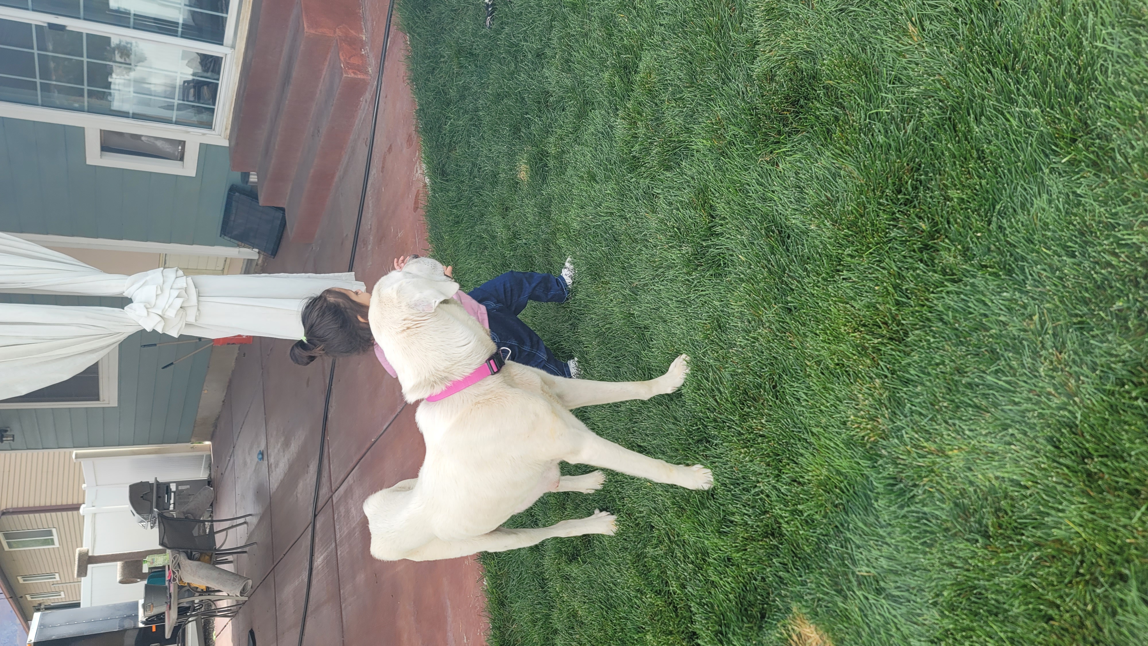 Picture of the Animal Listed