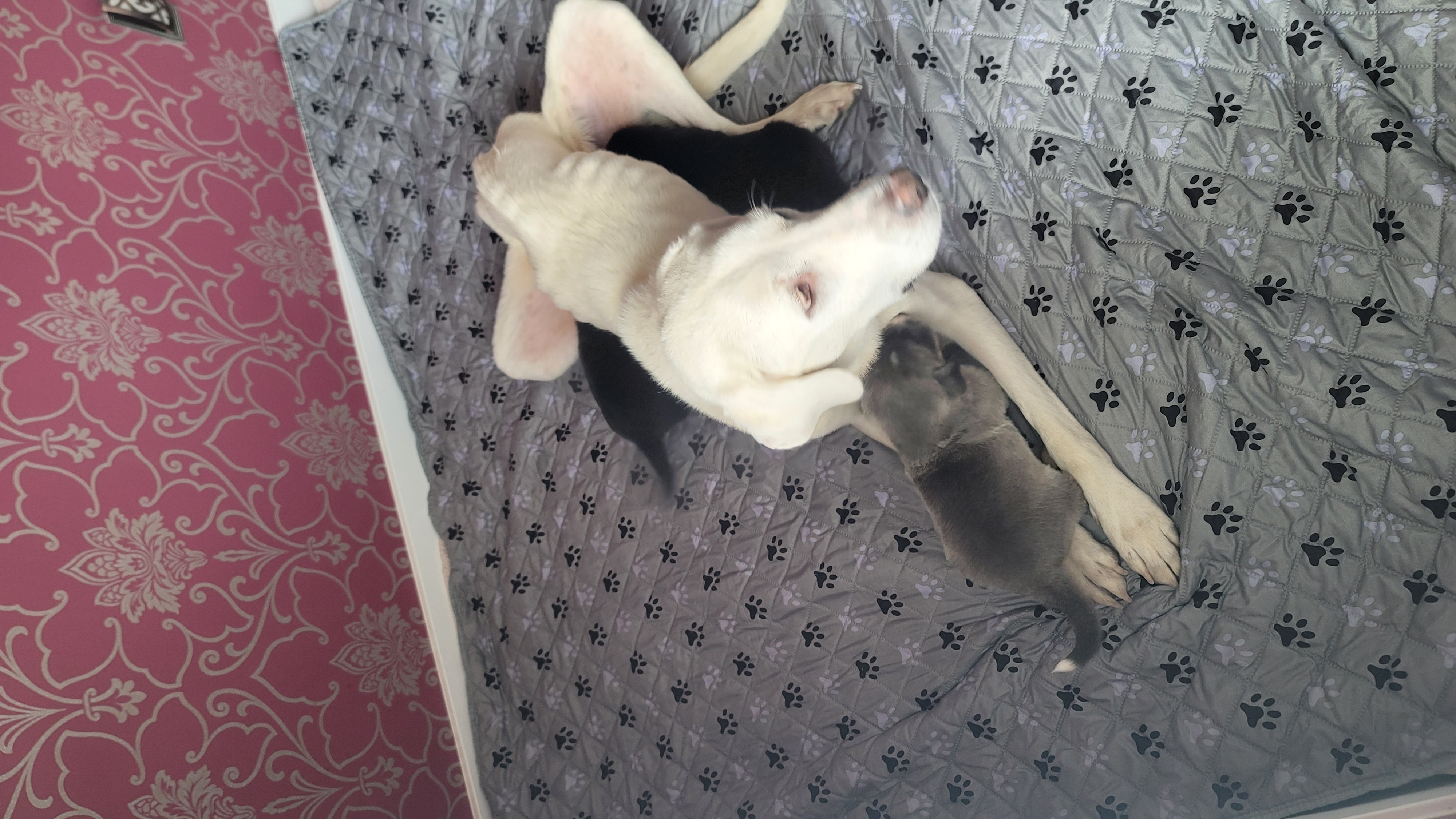 Picture of the Animal Listed