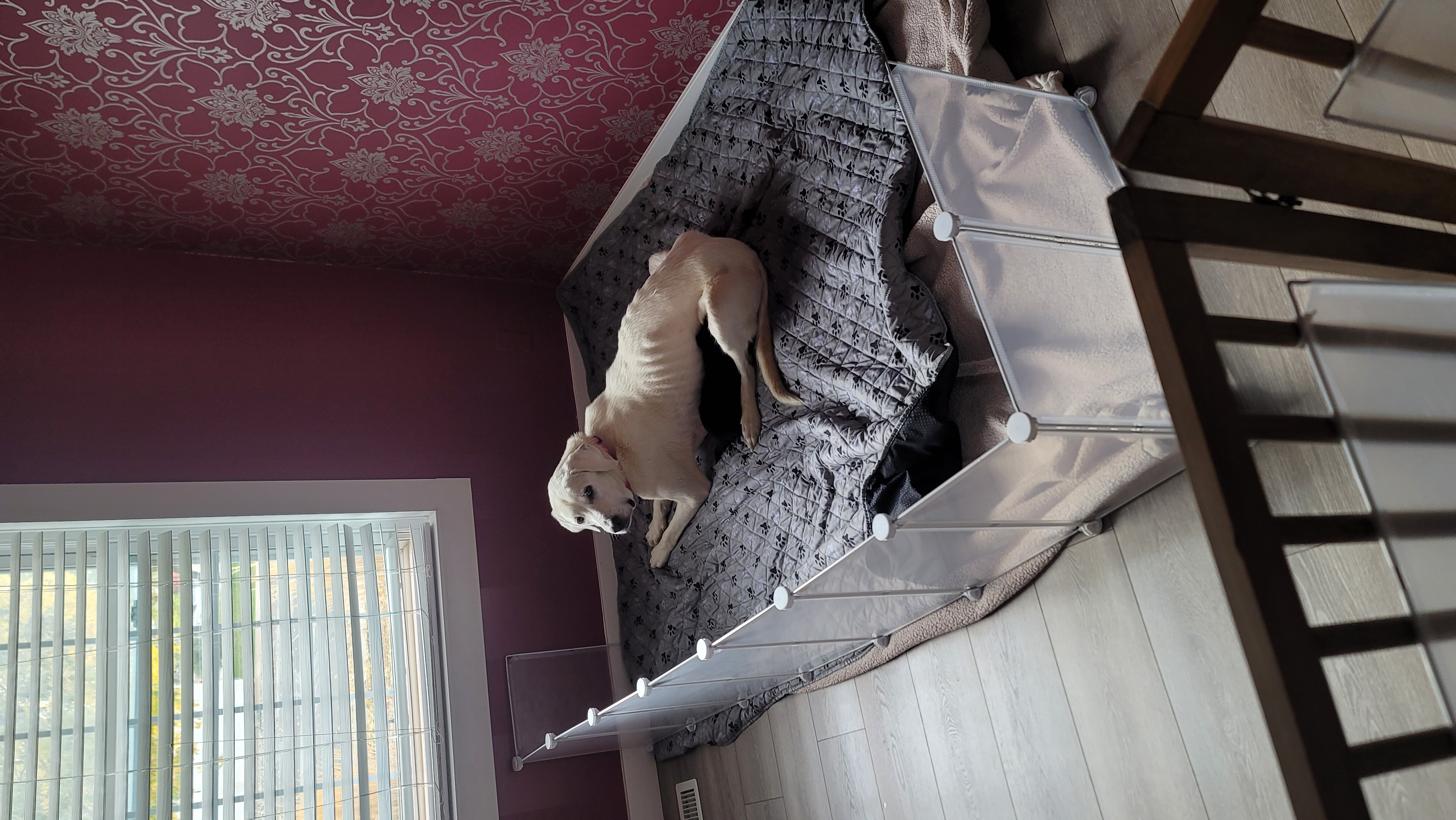 Picture of the Animal Listed