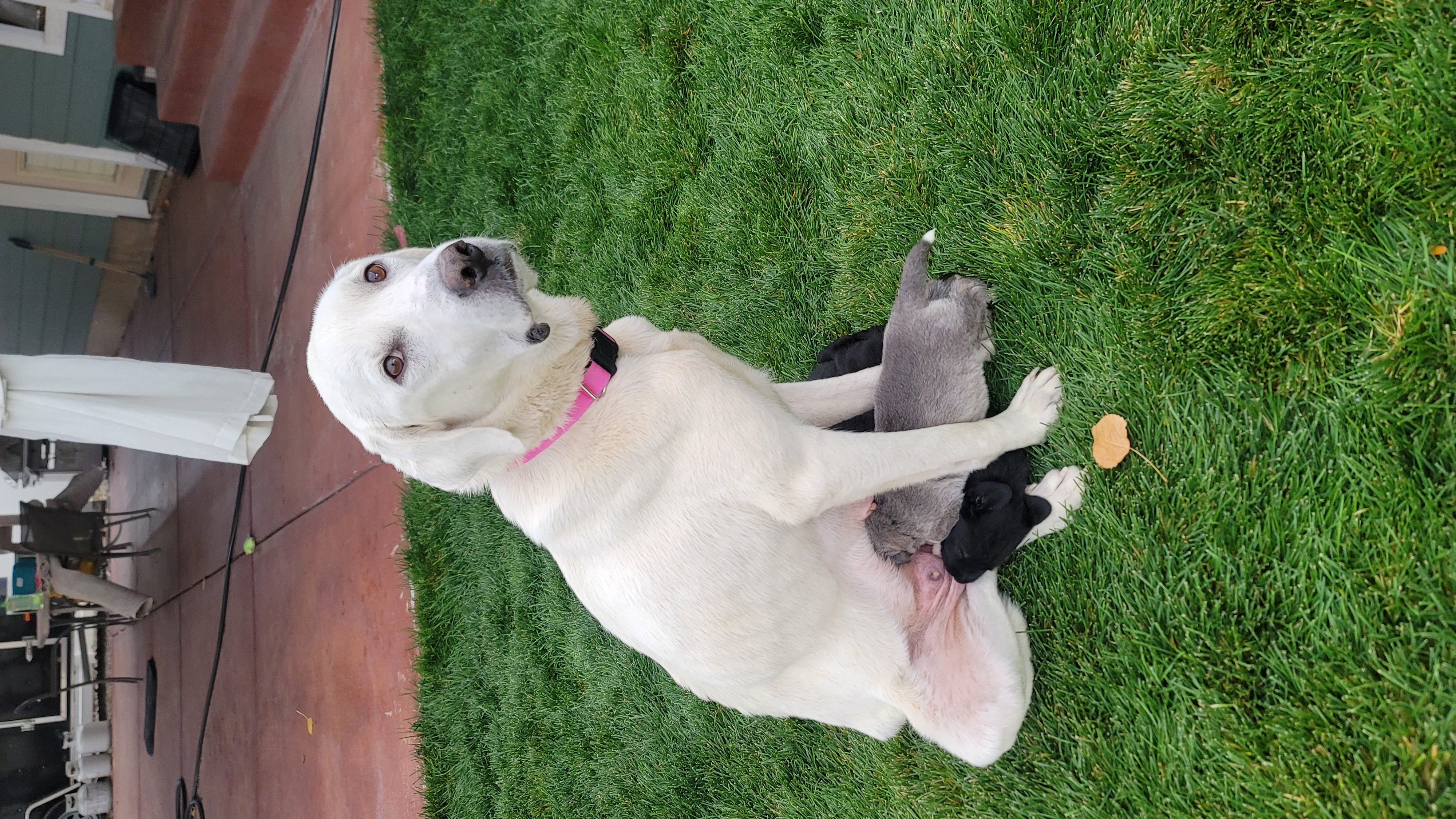 Picture of the Animal Listed