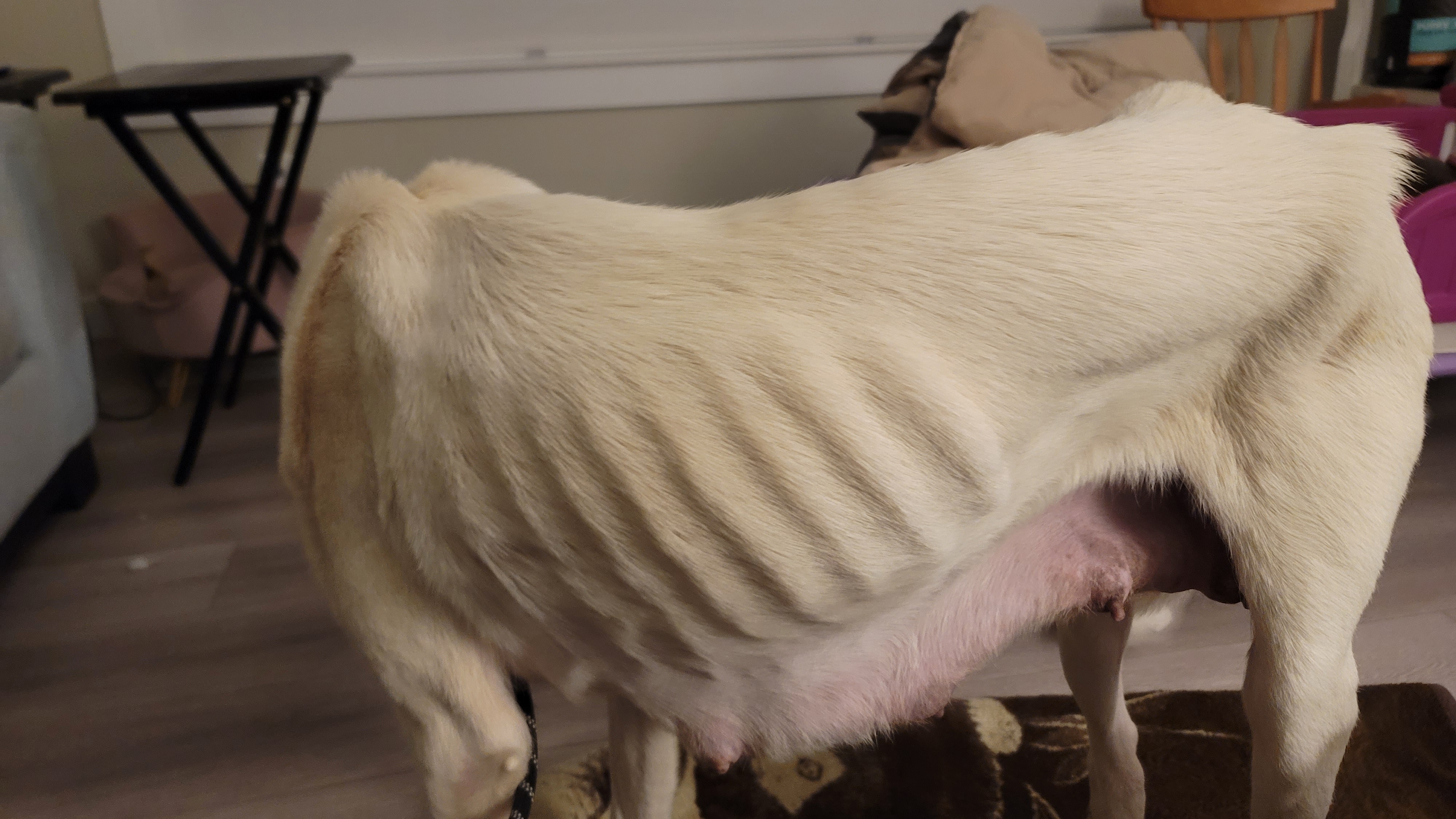 Picture of the Animal Listed