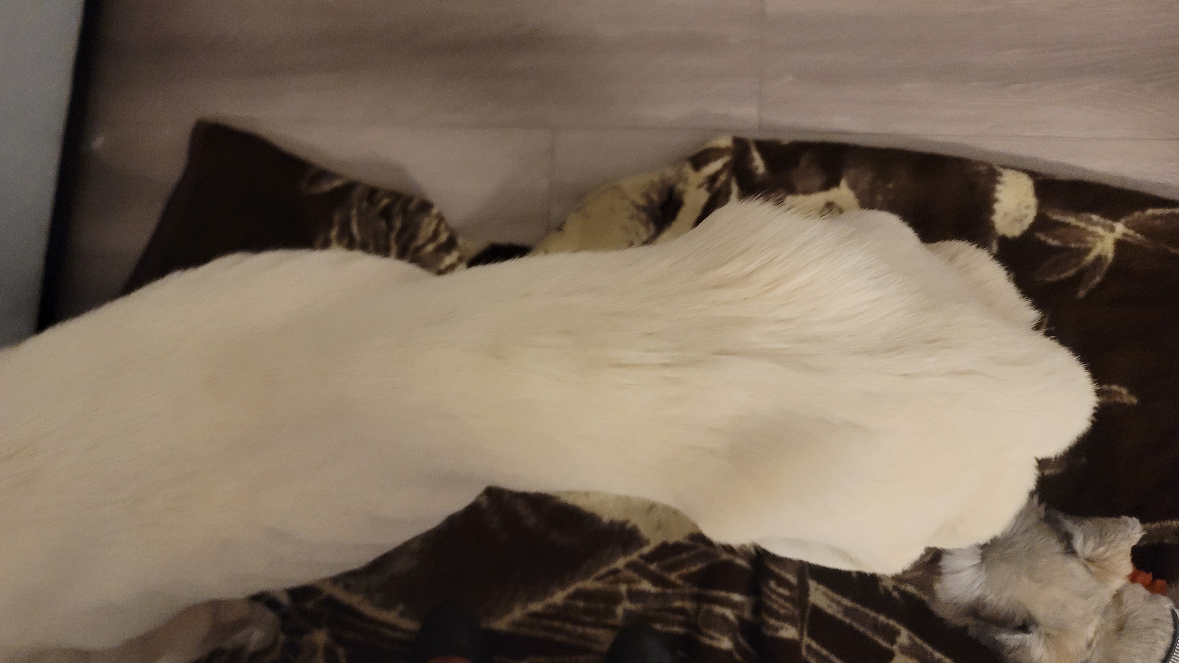 Picture of the Animal Listed