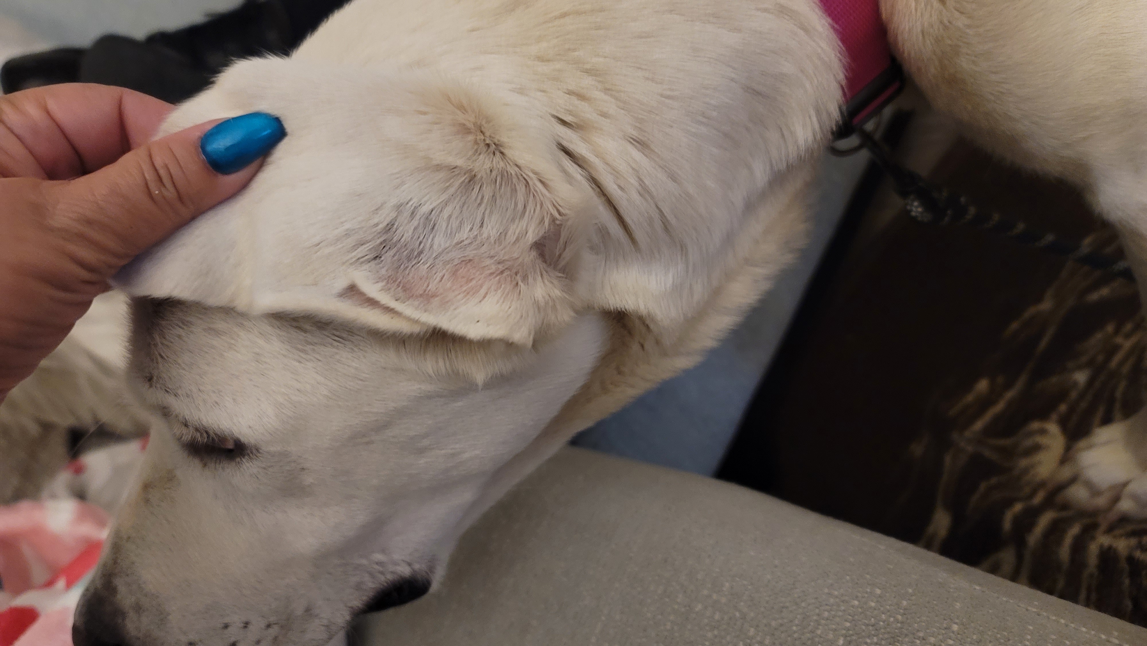 Picture of the Animal Listed