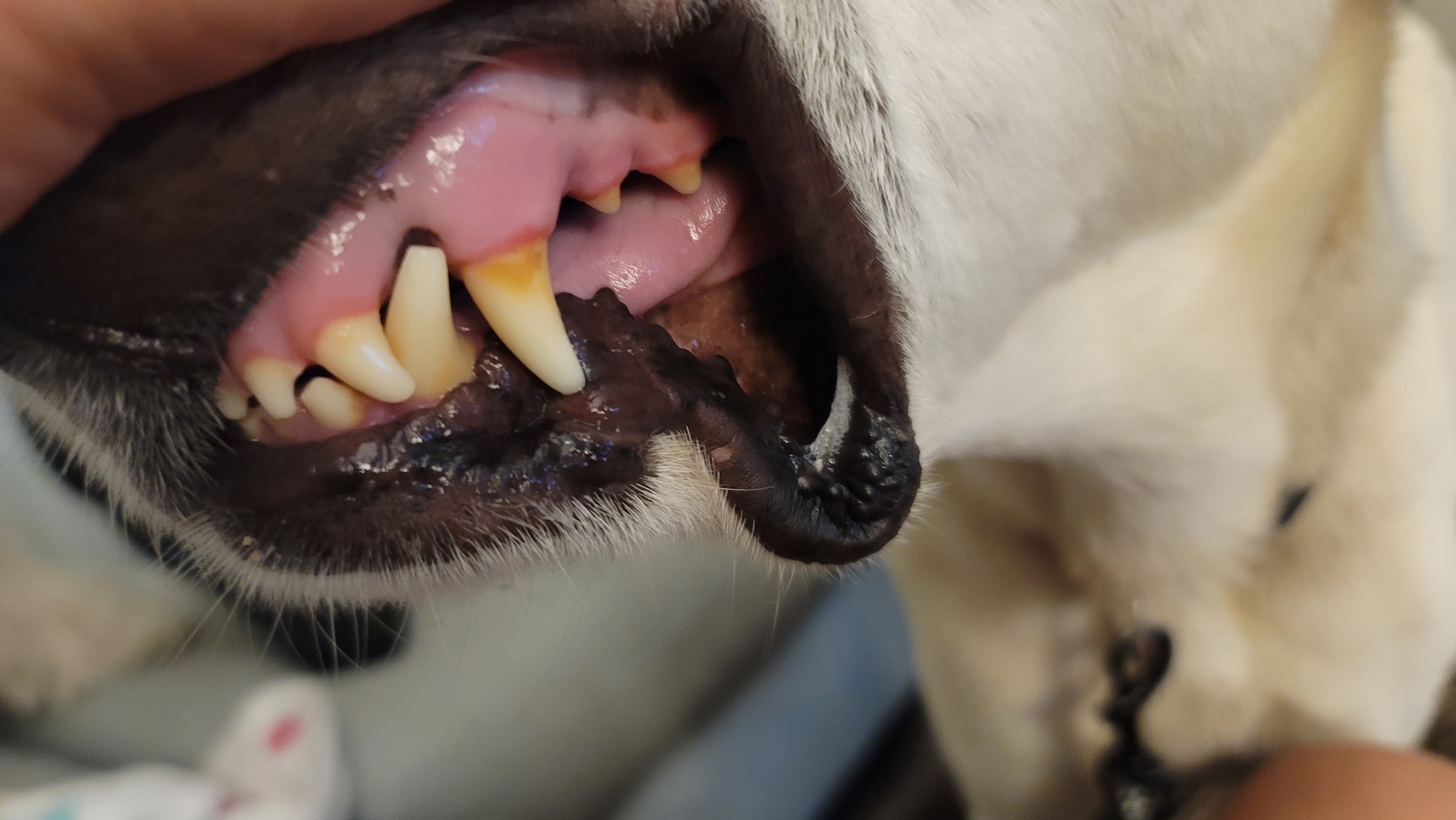 Picture of the Animal Listed