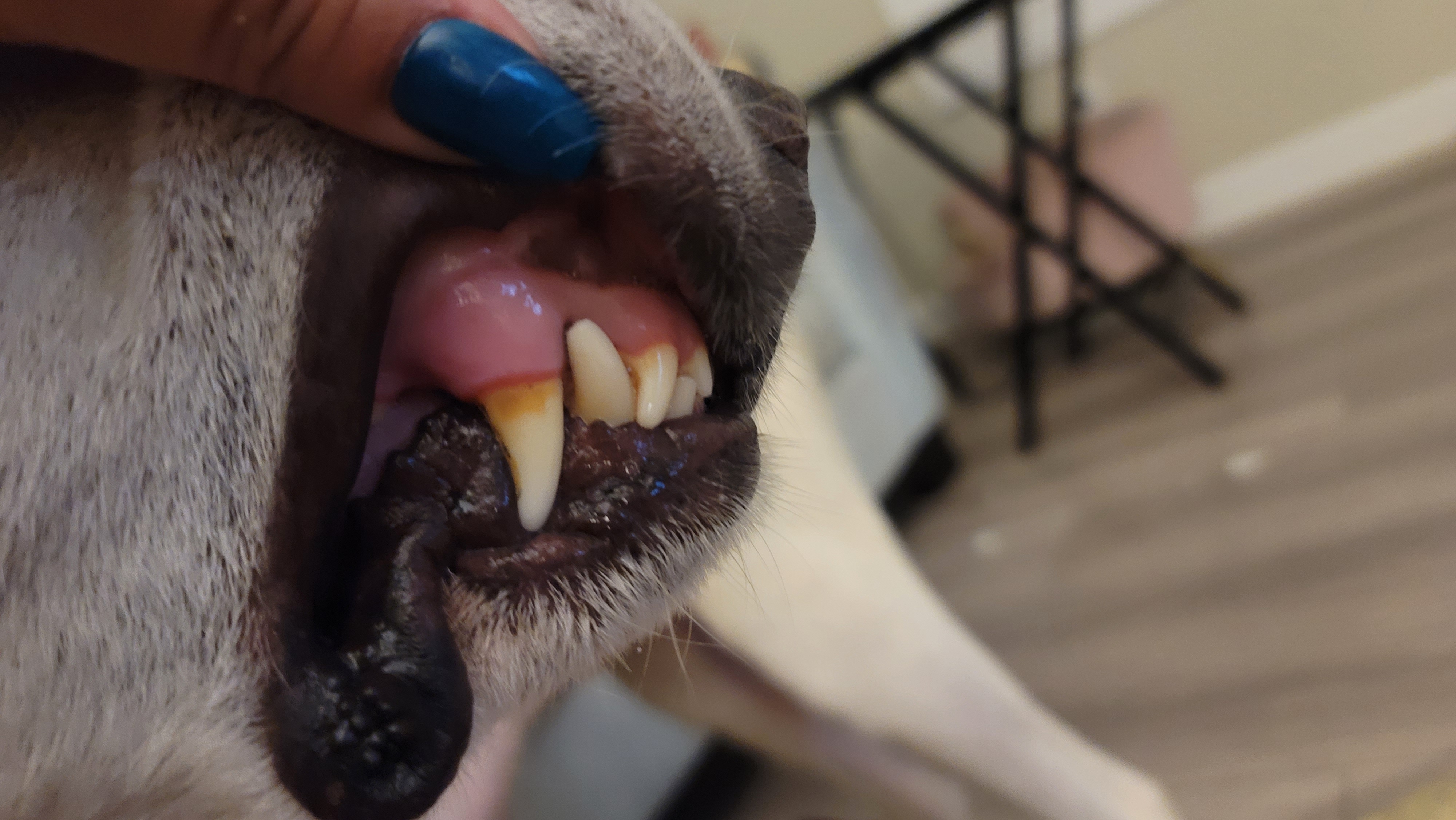 Picture of the Animal Listed