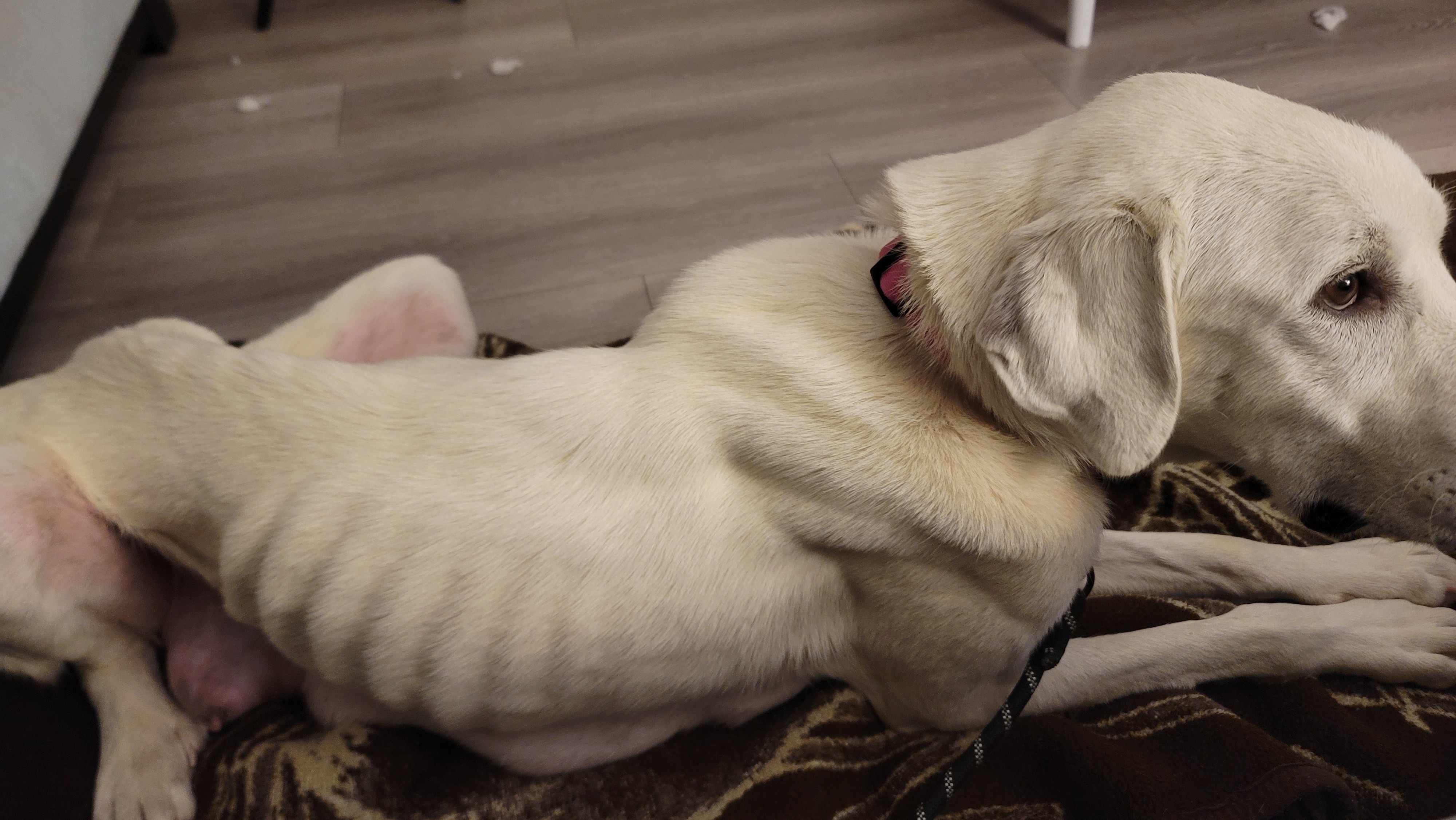 Picture of the Animal Listed