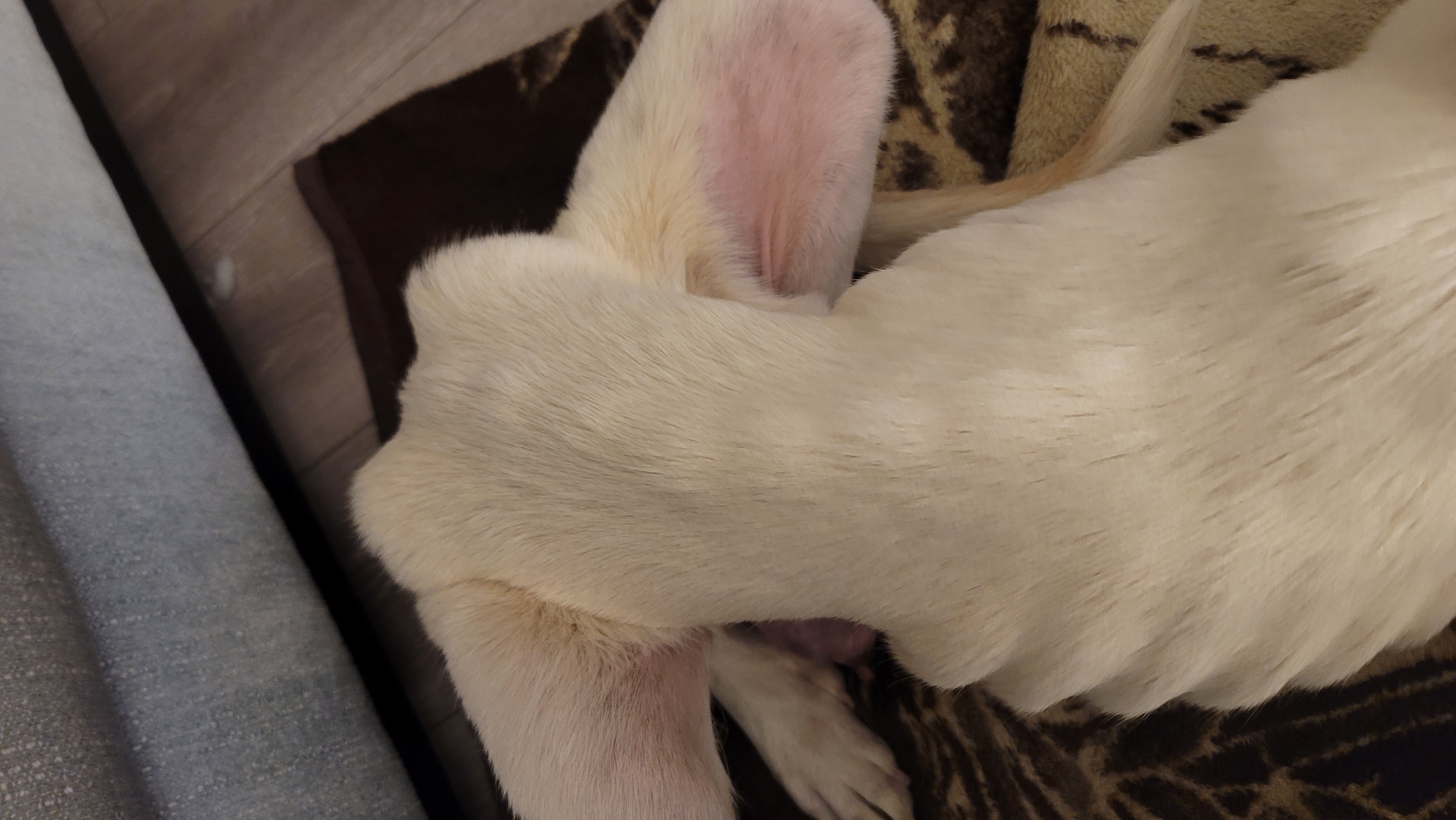 Picture of the Animal Listed