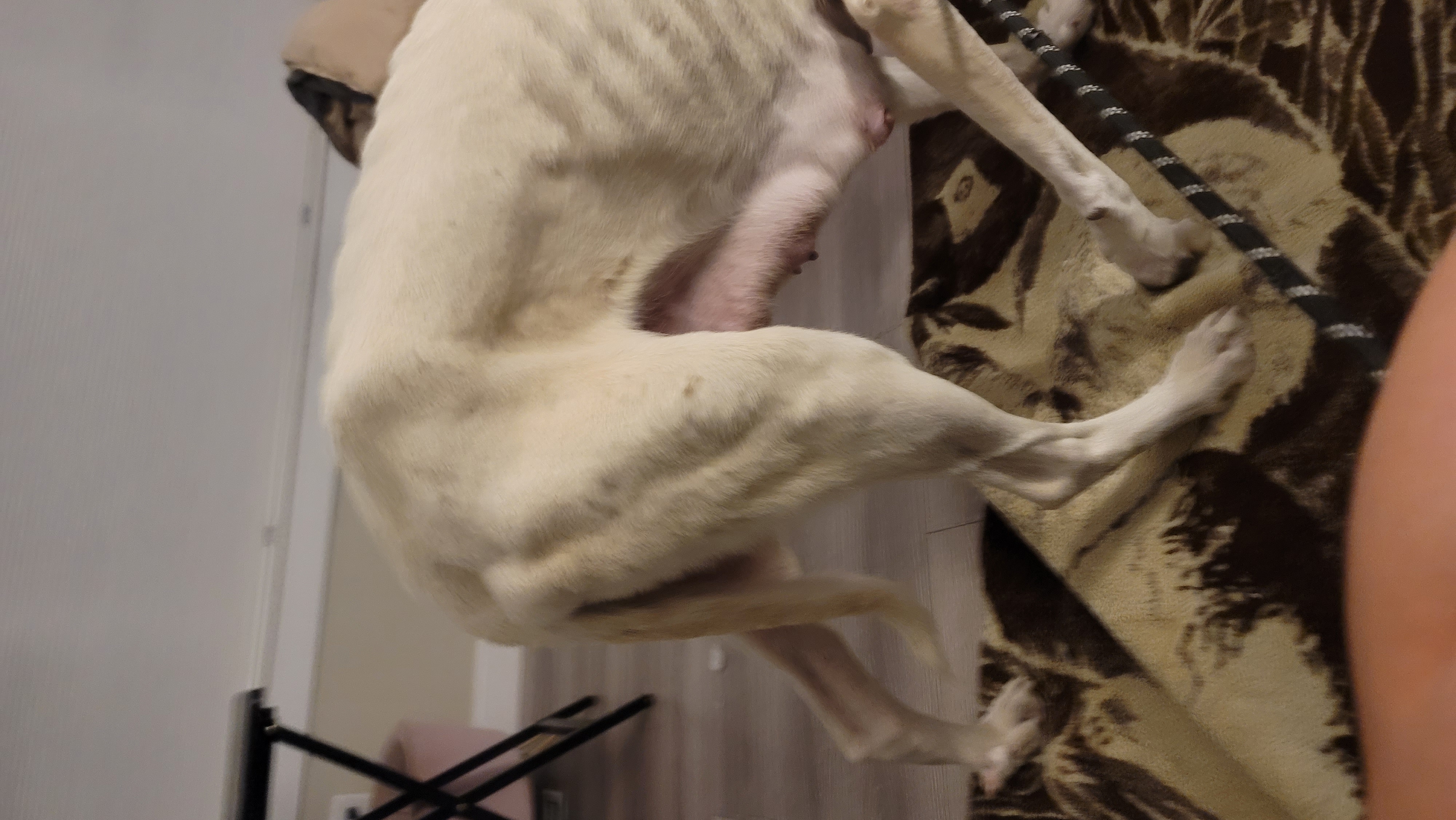 Picture of the Animal Listed