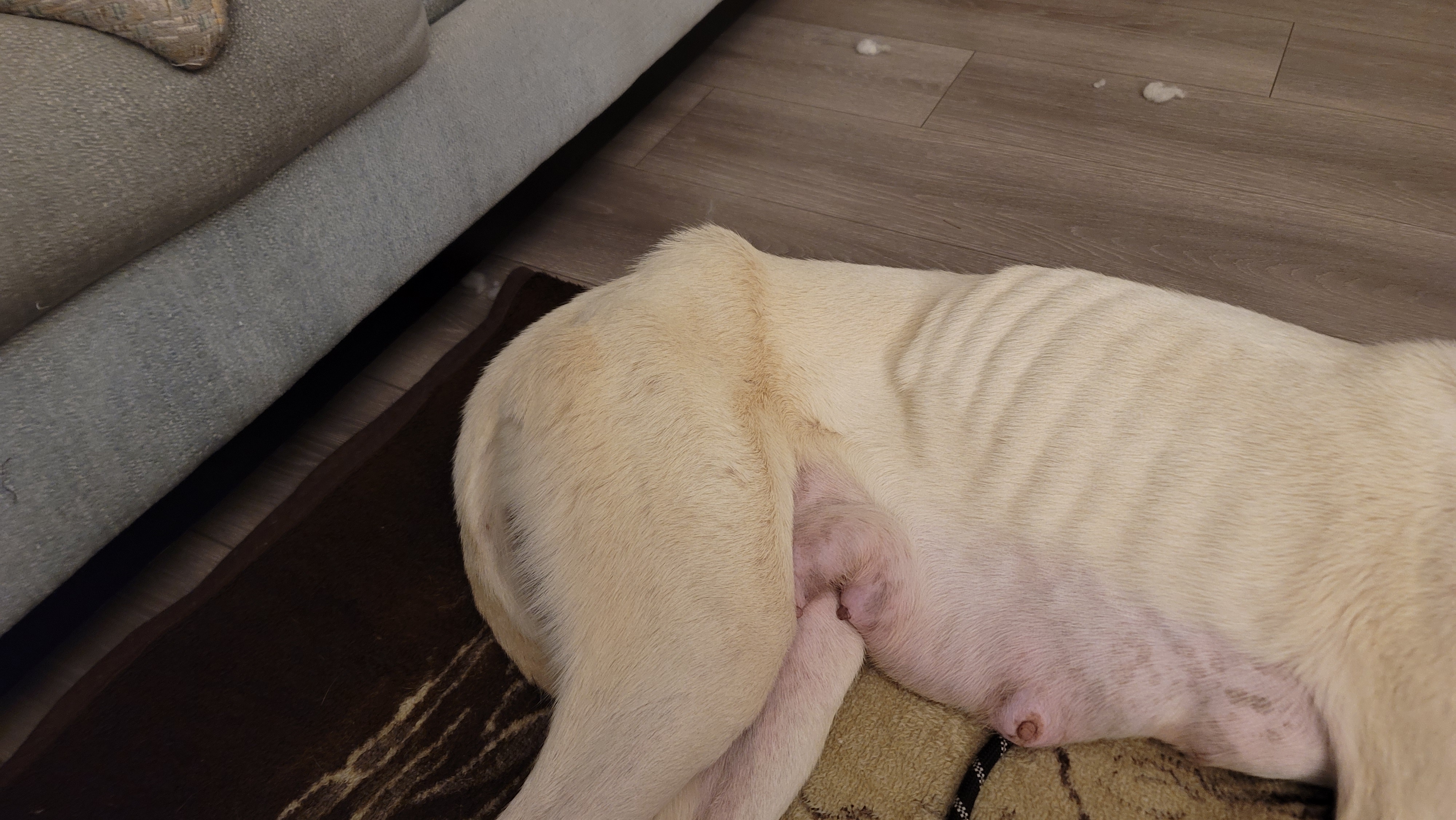 Picture of the Animal Listed