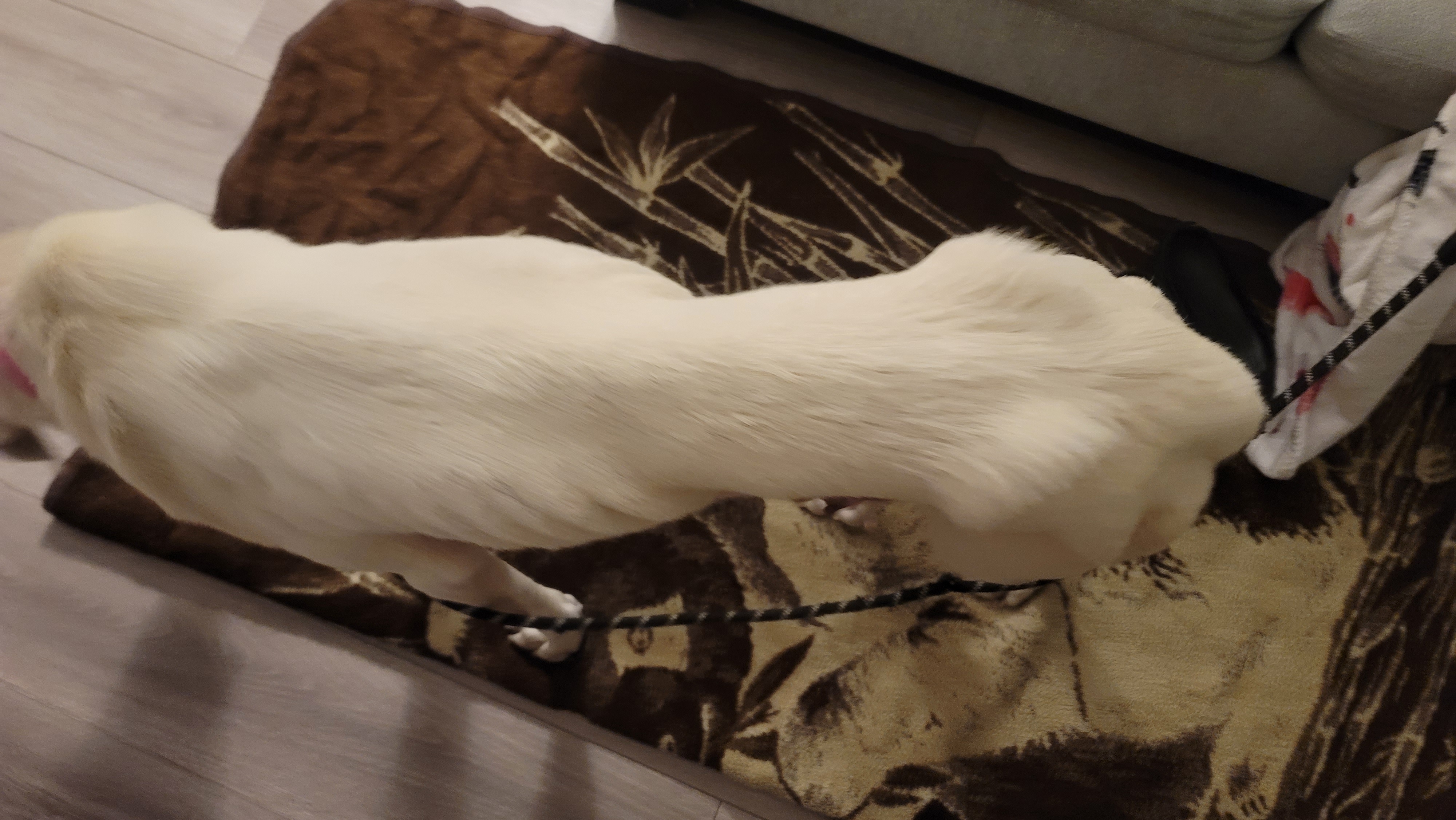 Picture of the Animal Listed