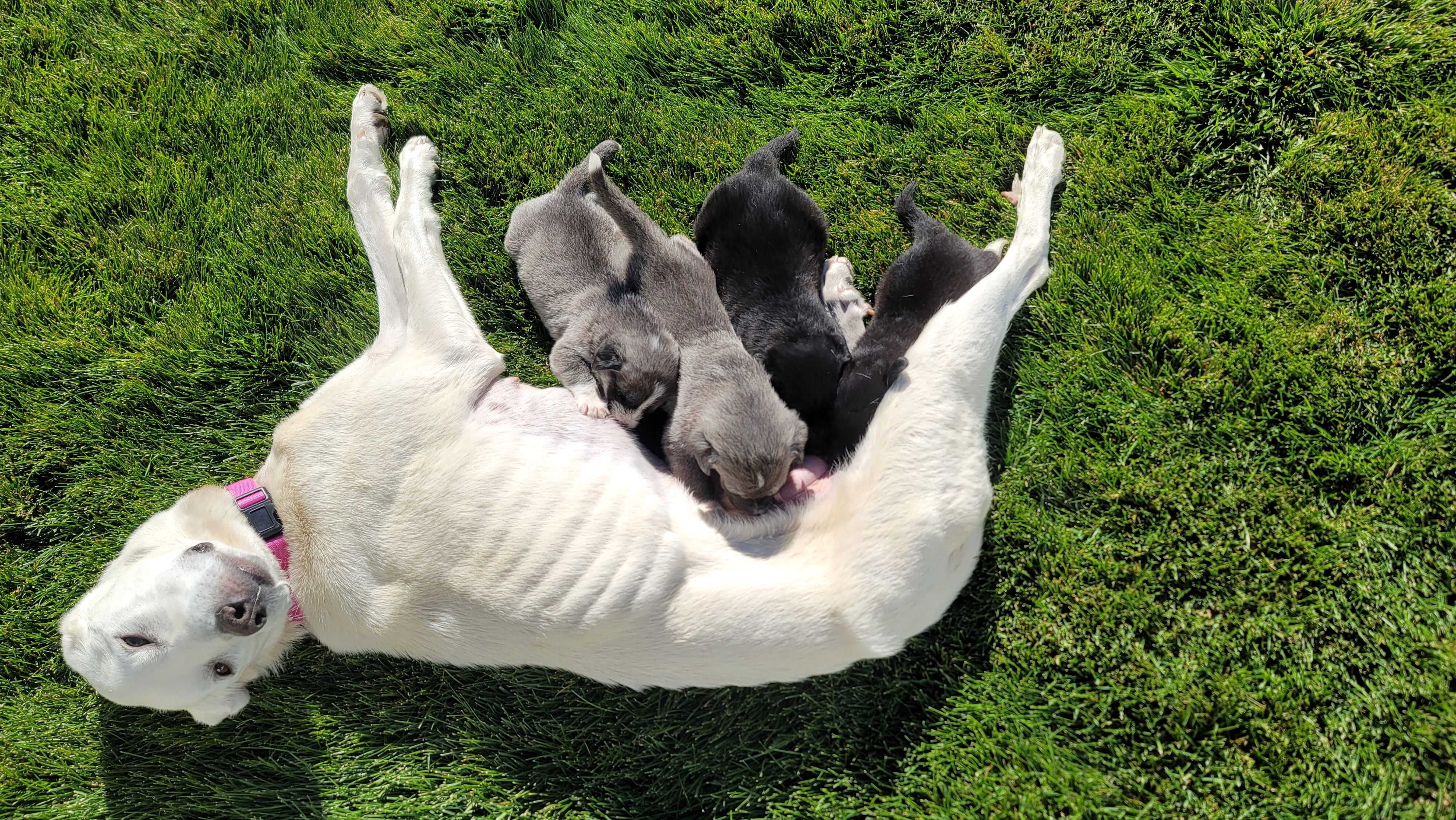 Picture of the Animal Listed