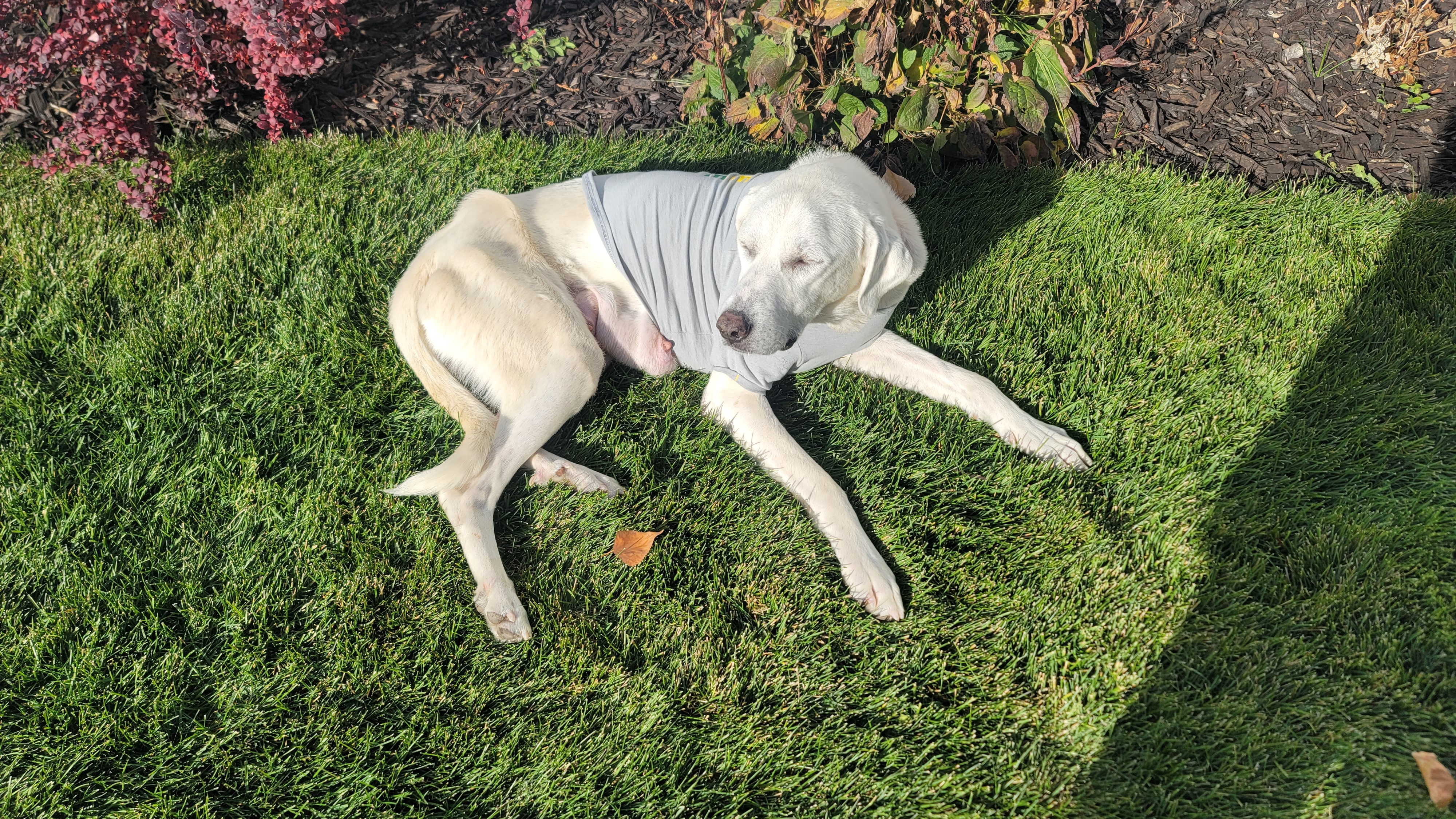 Picture of the Animal Listed