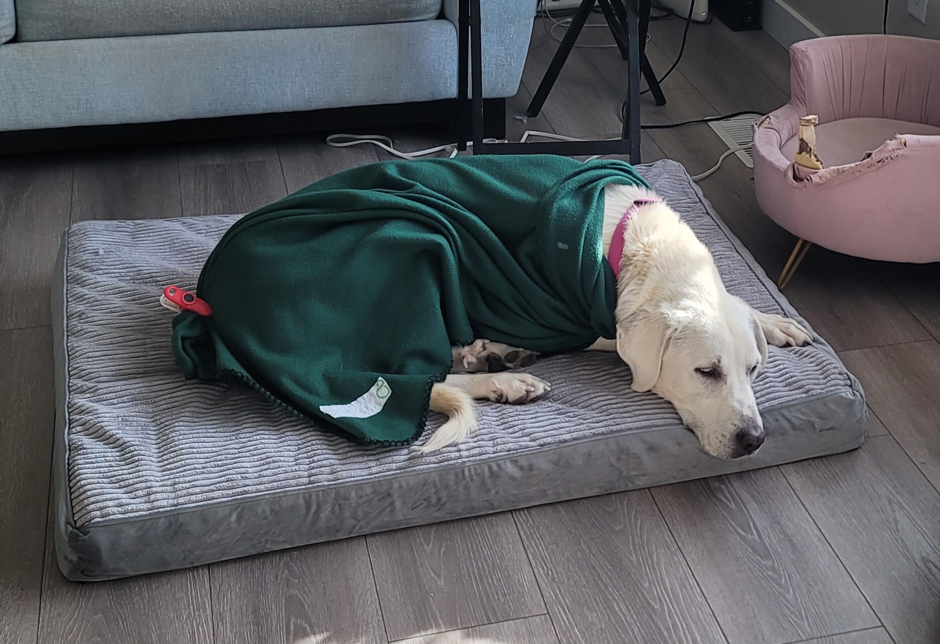 Picture of the Animal Listed