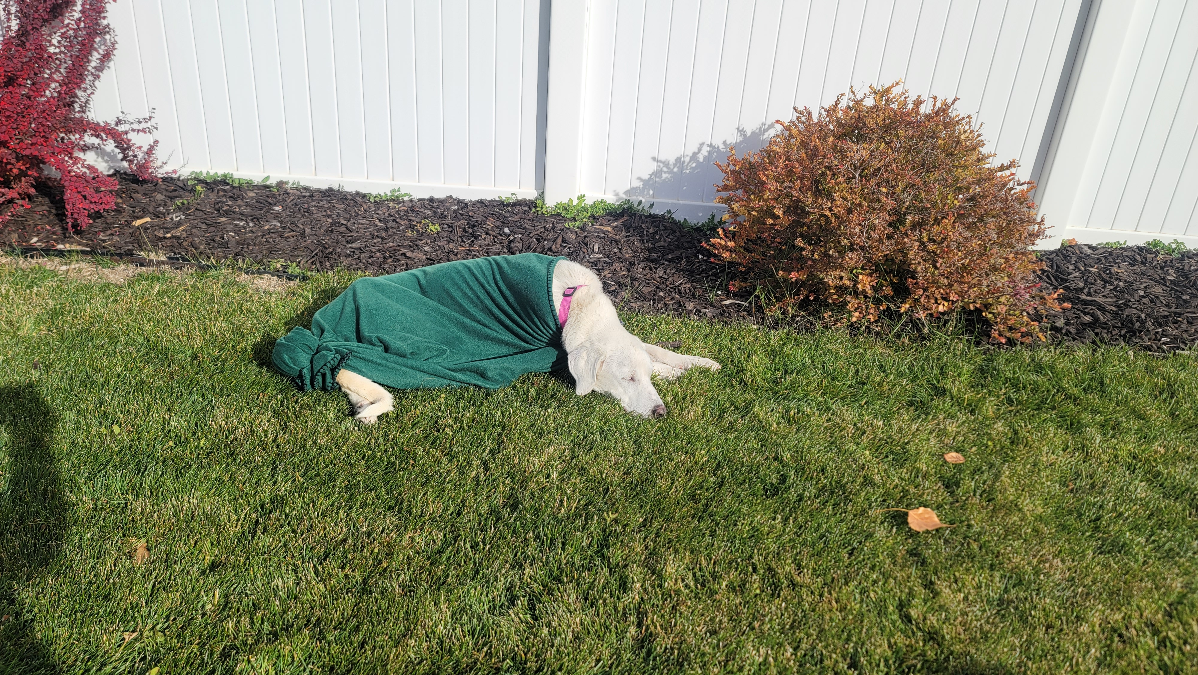 Picture of the Animal Listed