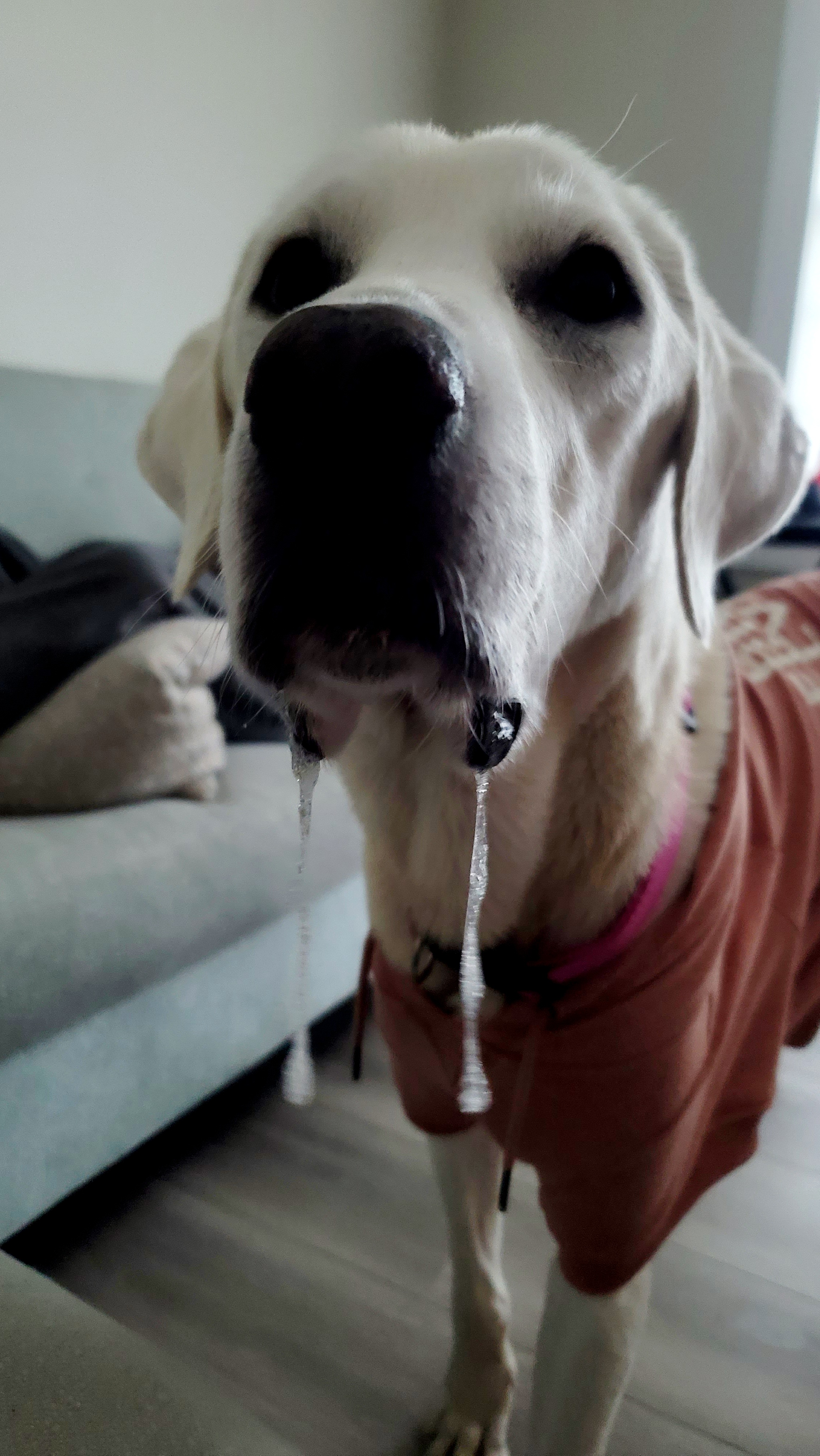 Picture of the Animal Listed