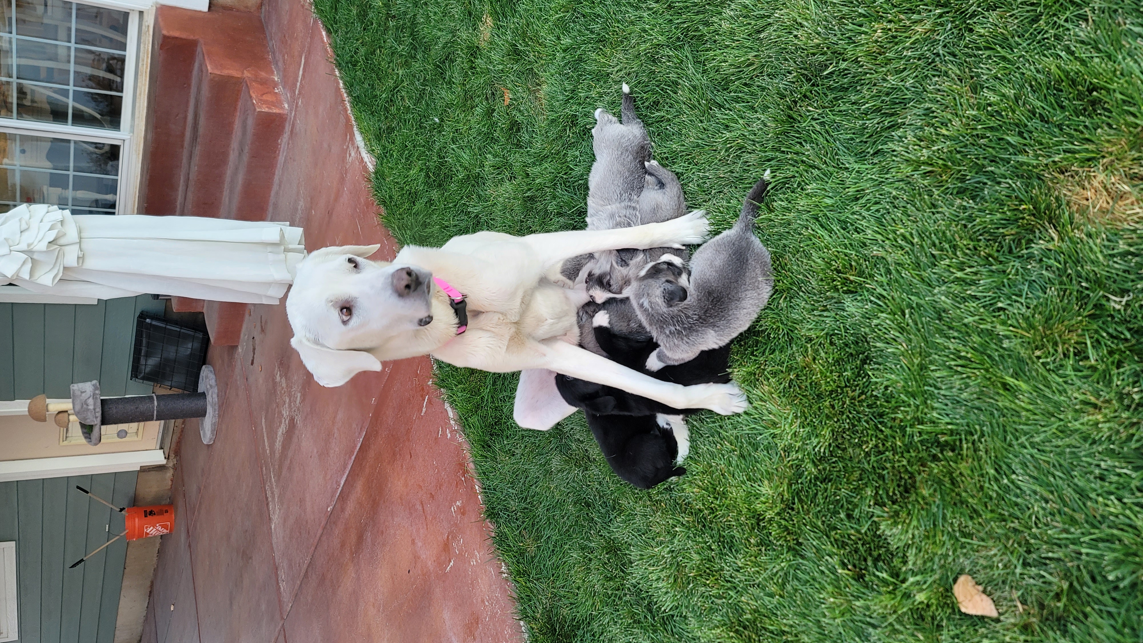 Picture of the Animal Listed