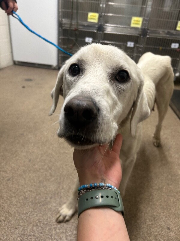 Picture of the Animal Listed