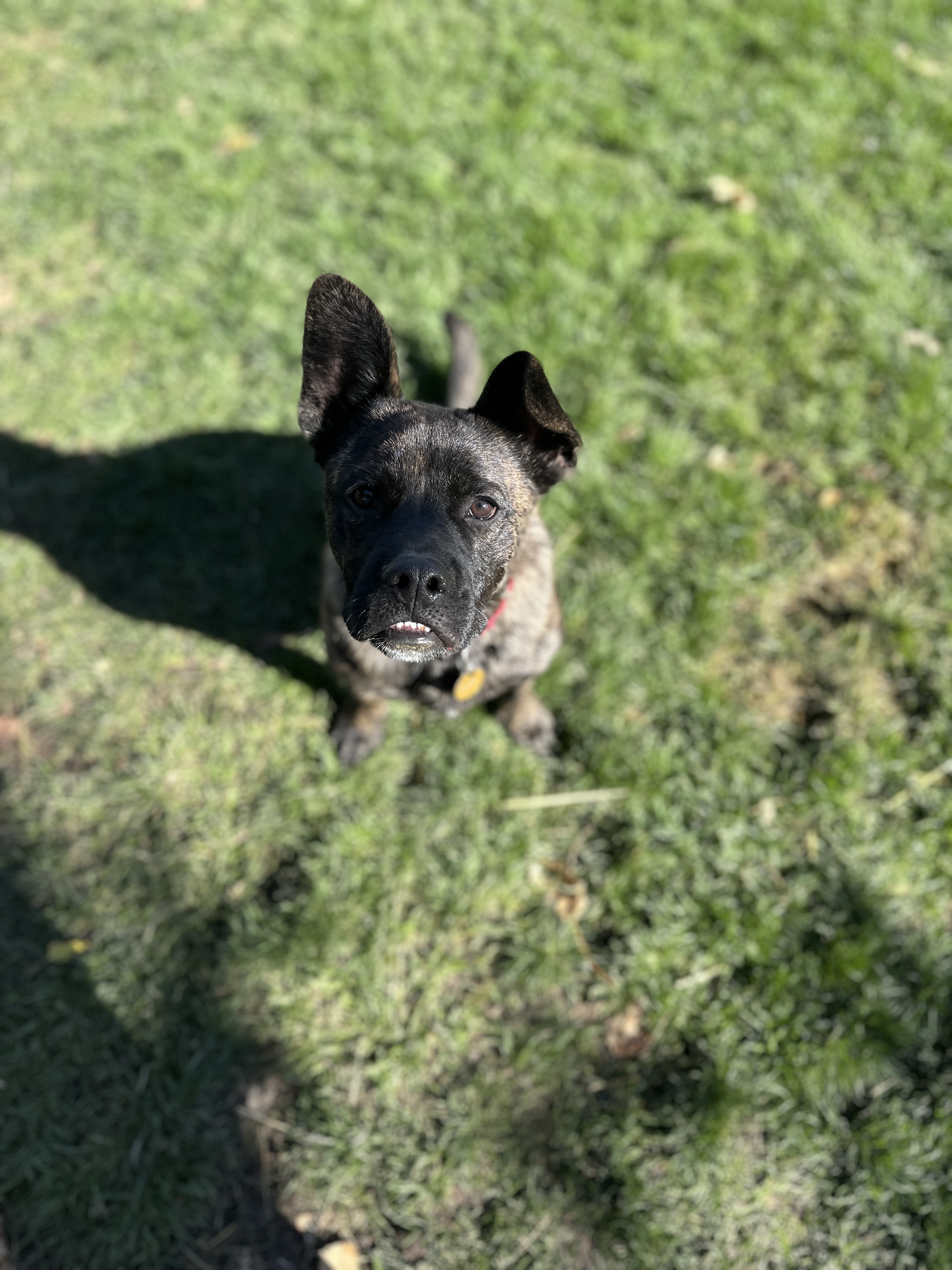 Picture of the Animal Listed