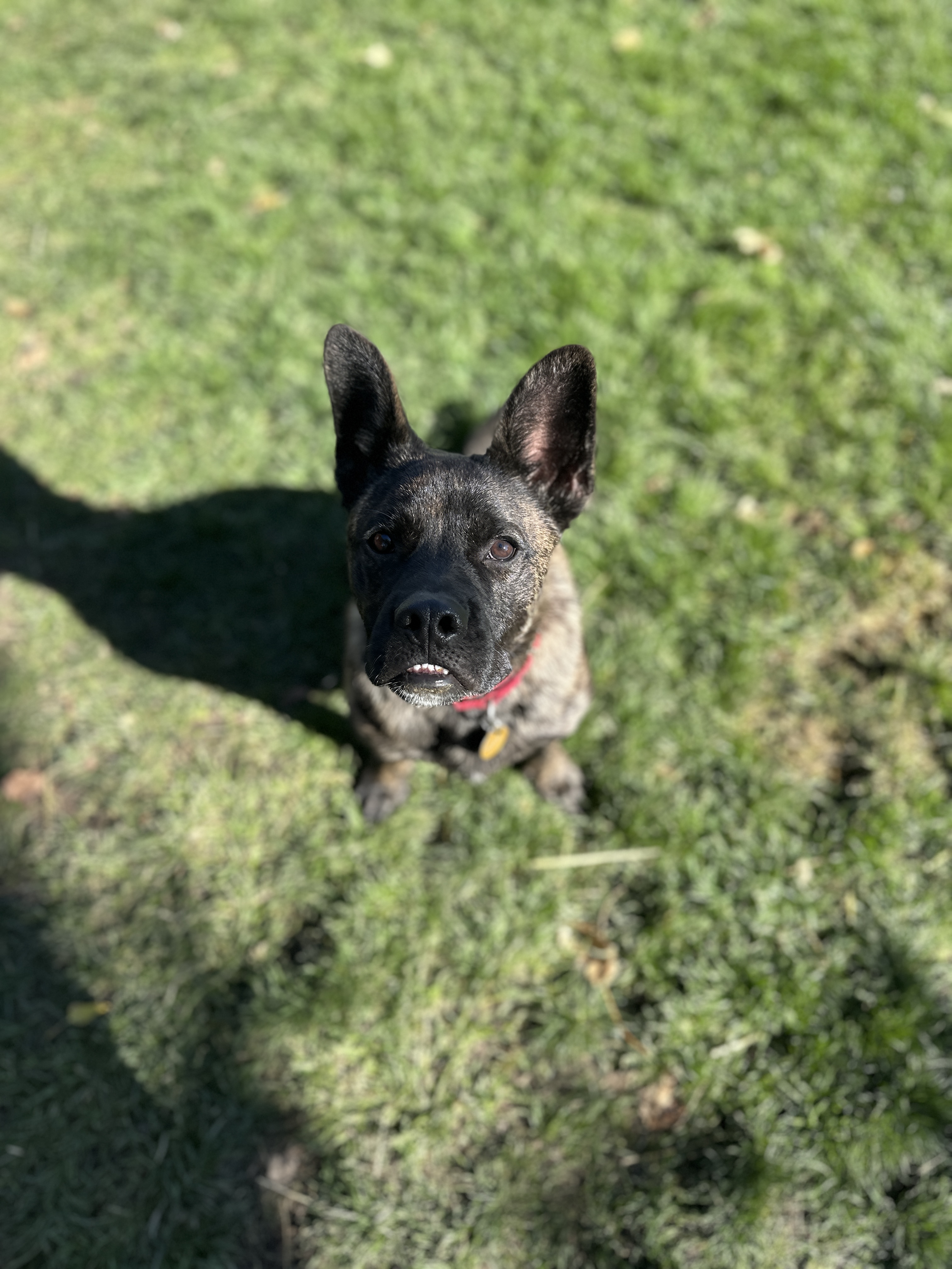 Picture of the Animal Listed