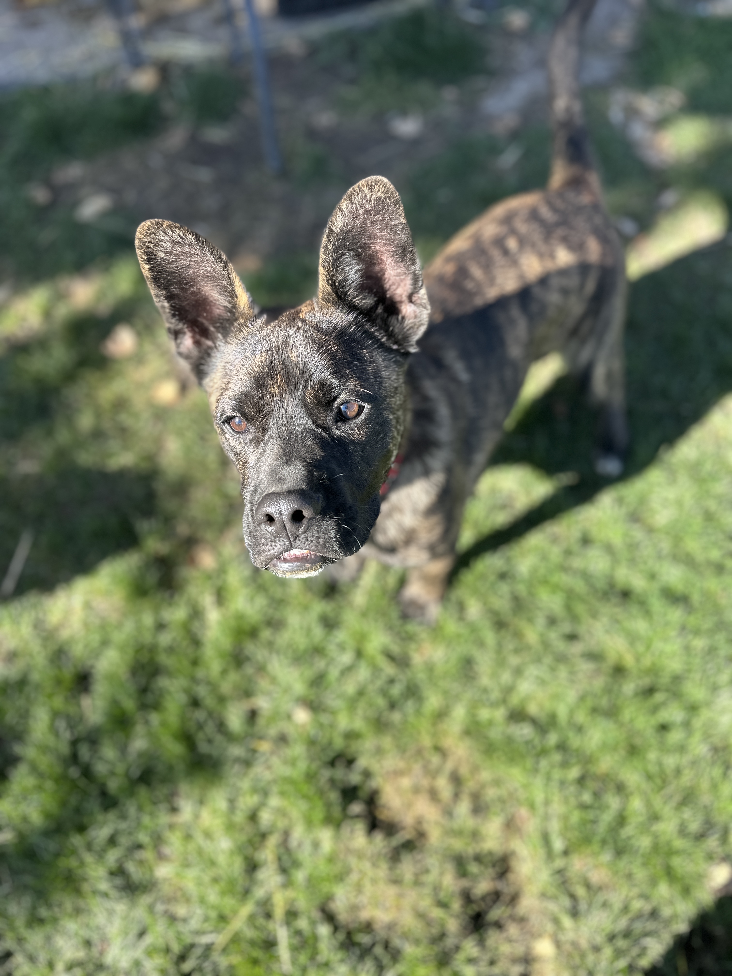 Picture of the Animal Listed