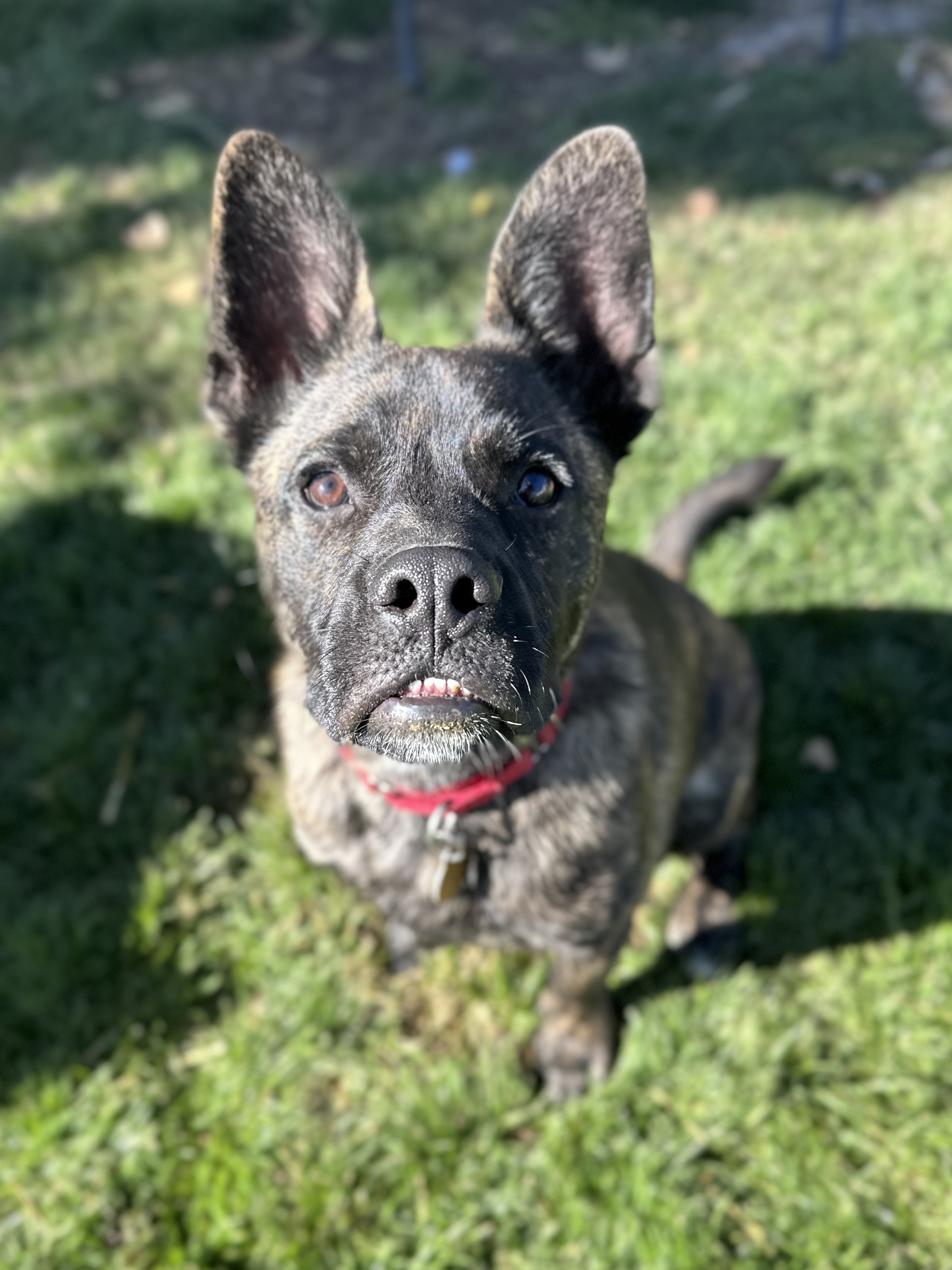 Picture of the Animal Listed