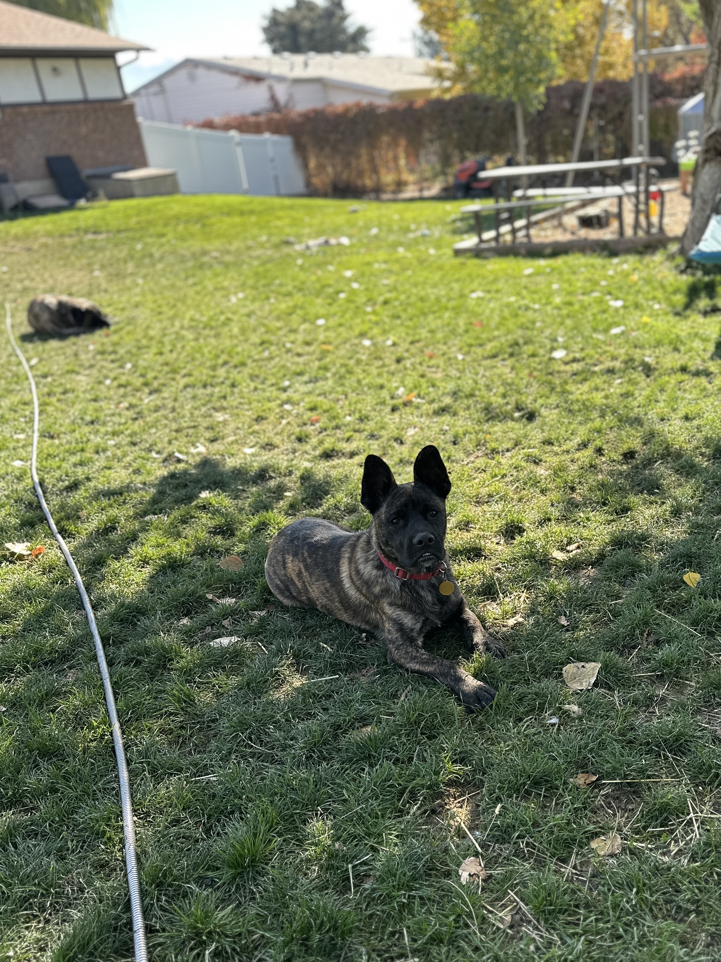 Picture of the Animal Listed