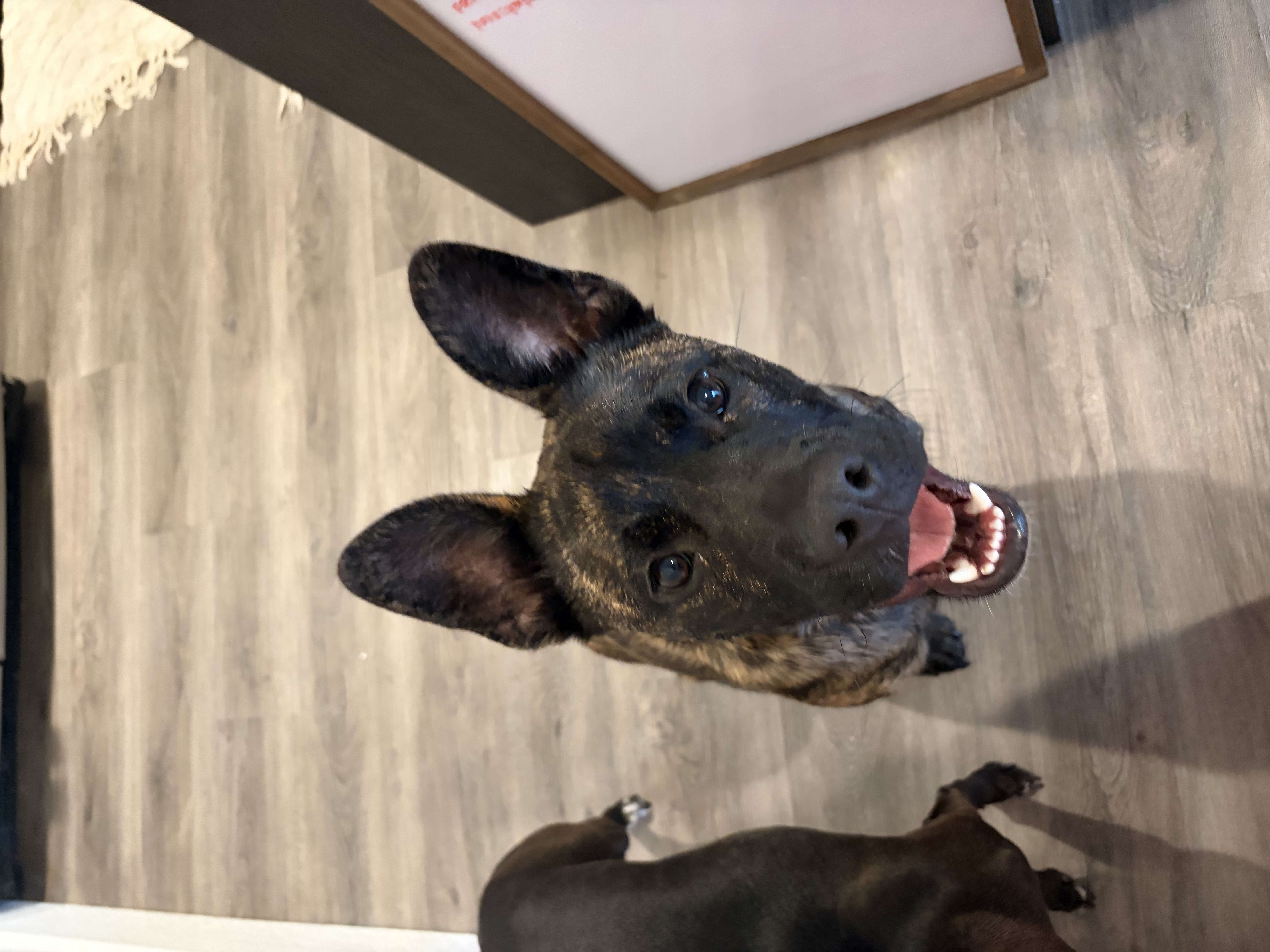 Picture of the Animal Listed