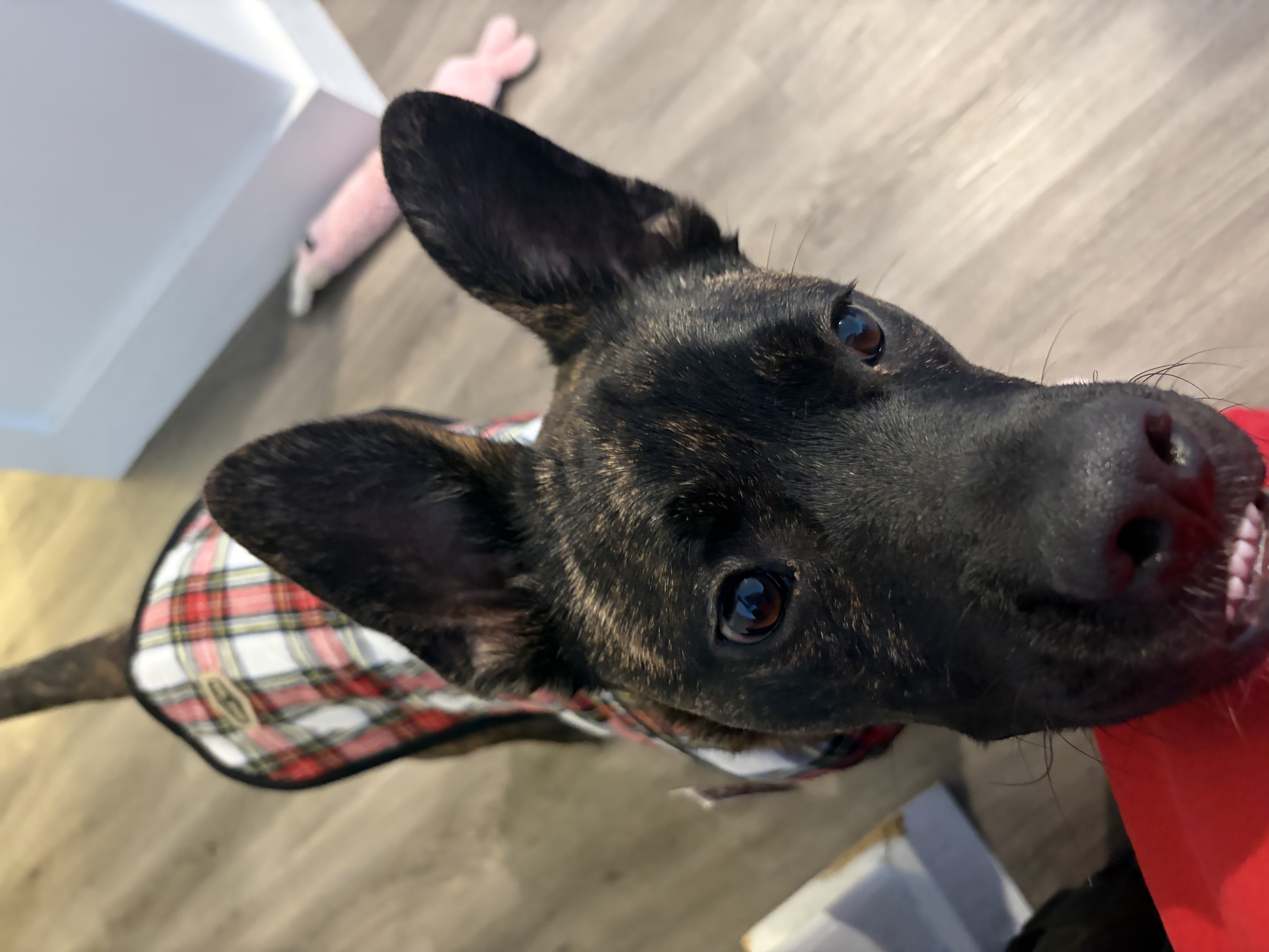 Picture of the Animal Listed