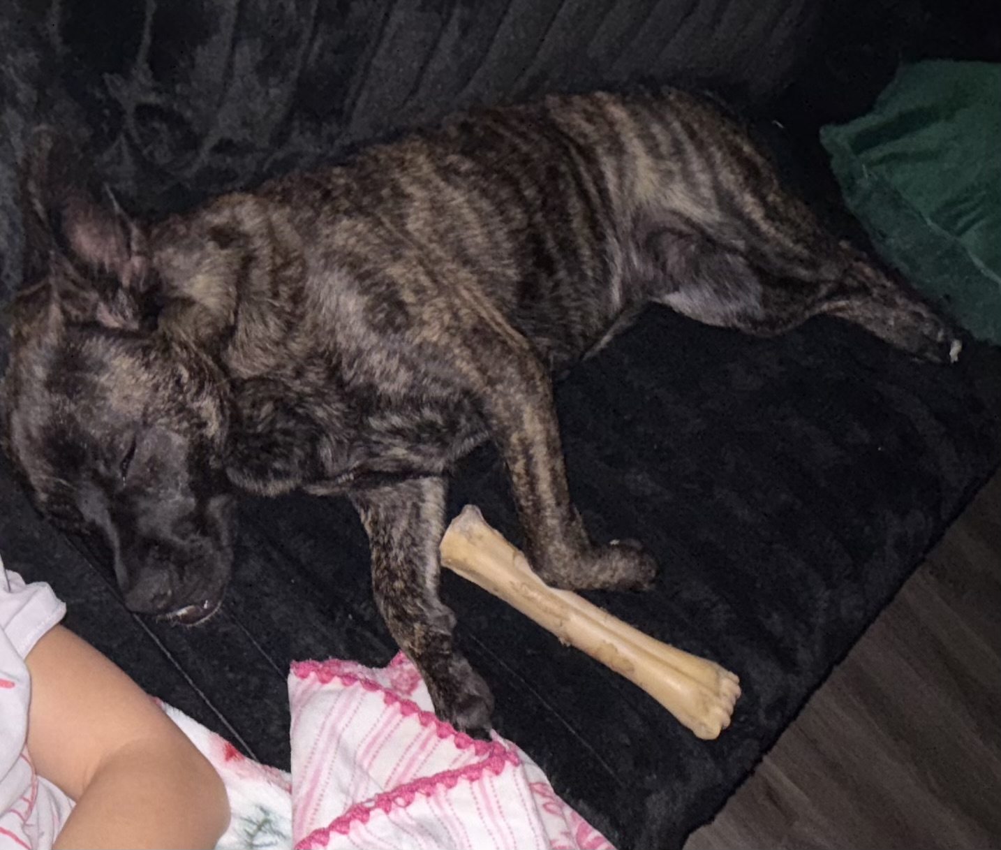 Picture of the Animal Listed