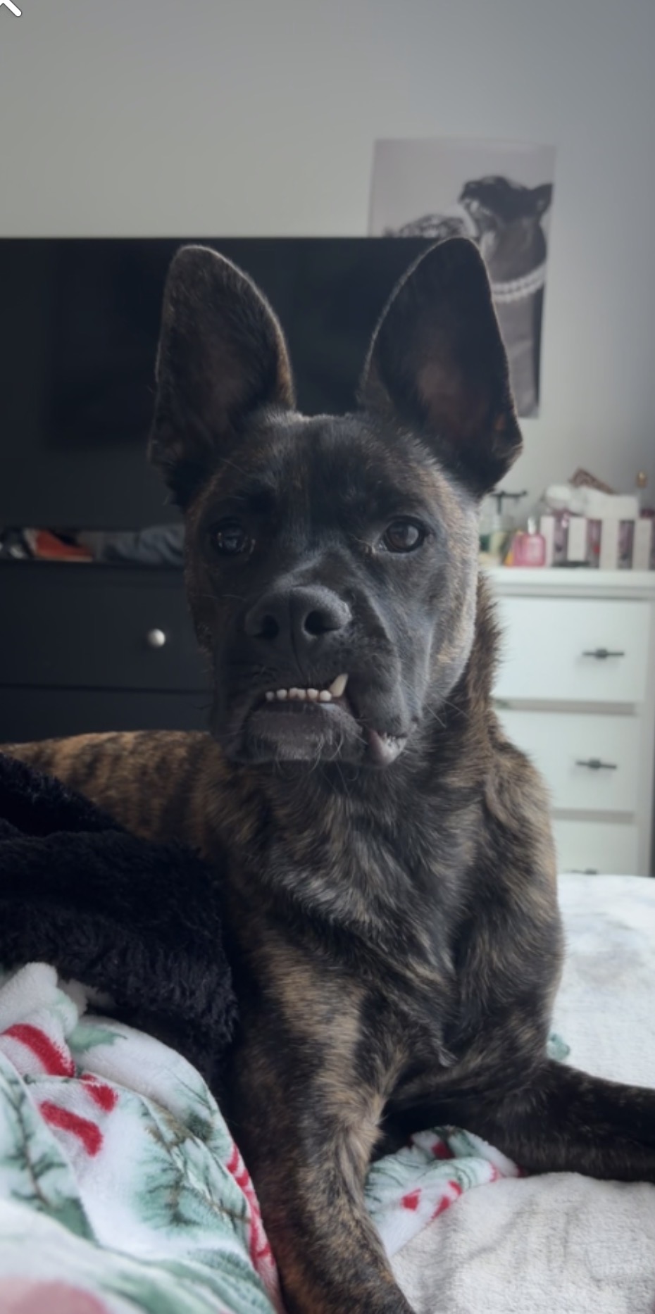 Picture of the Animal Listed