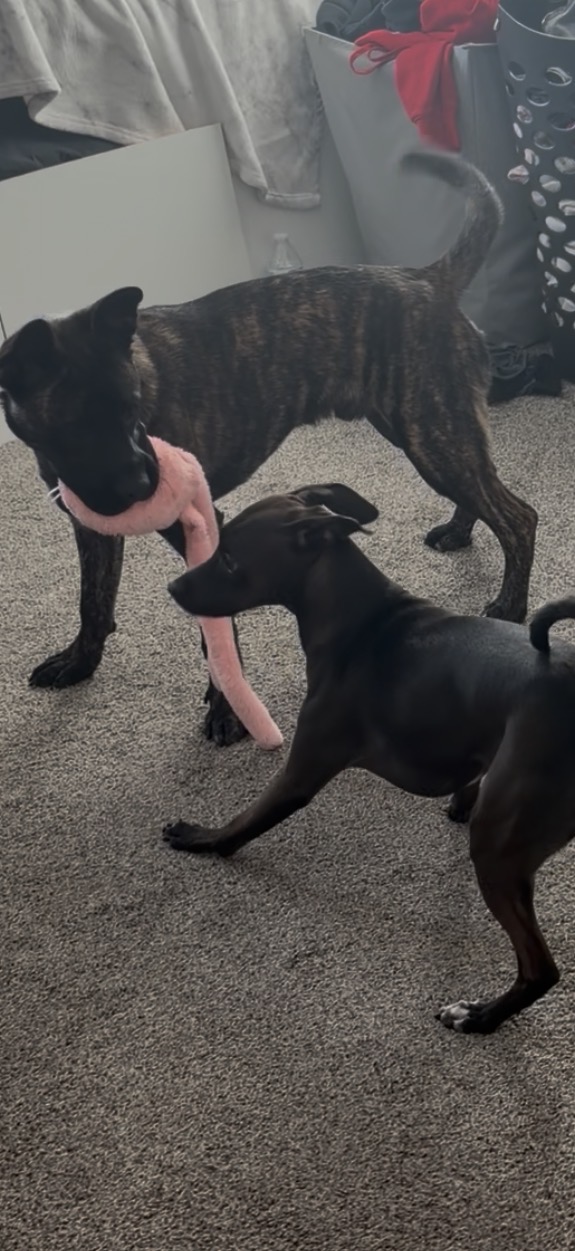 Picture of the Animal Listed