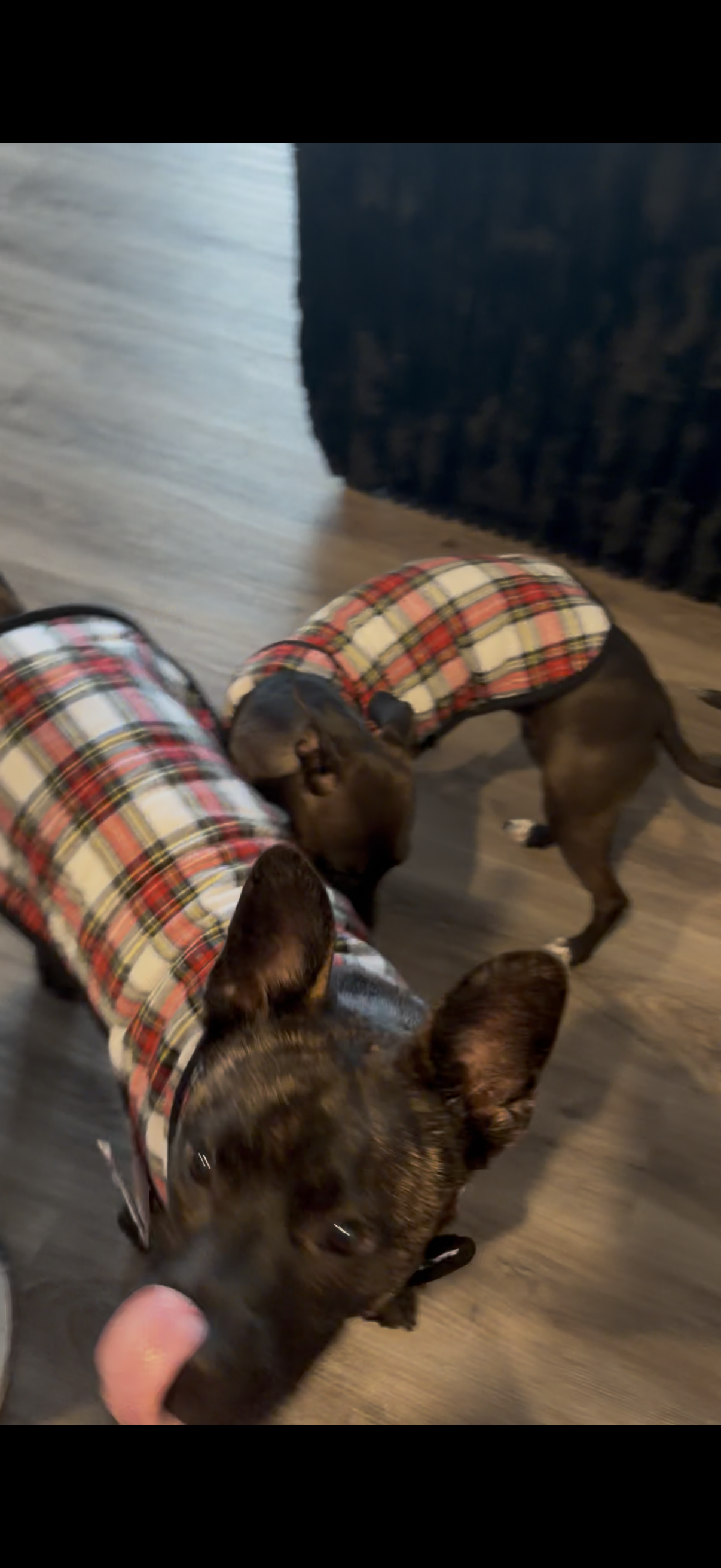 Picture of the Animal Listed