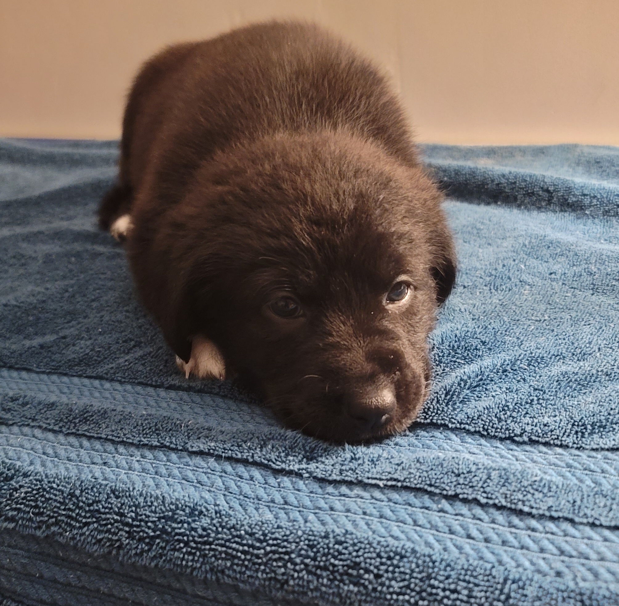 Picture of the Animal Listed