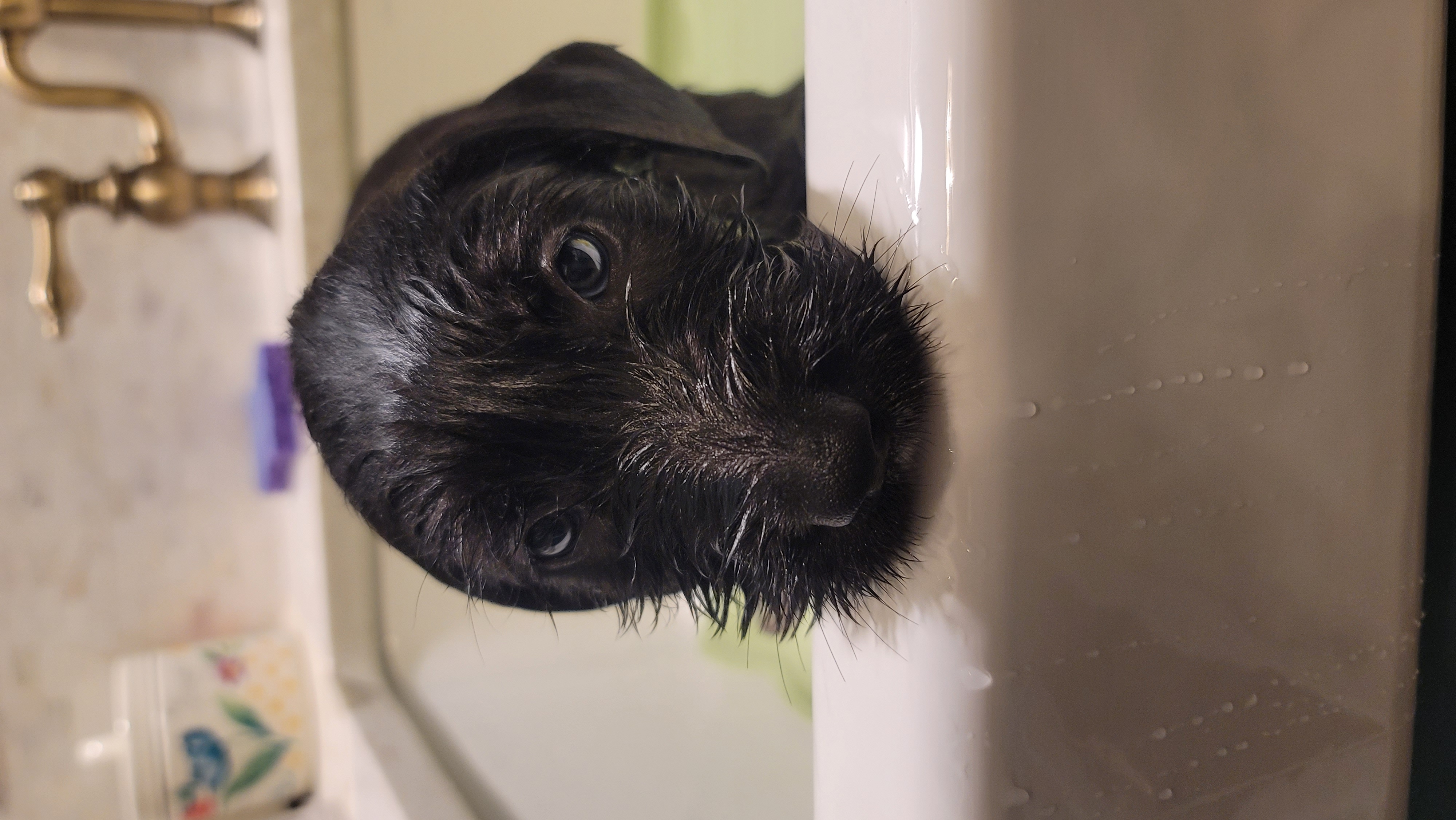 Picture of the Animal Listed