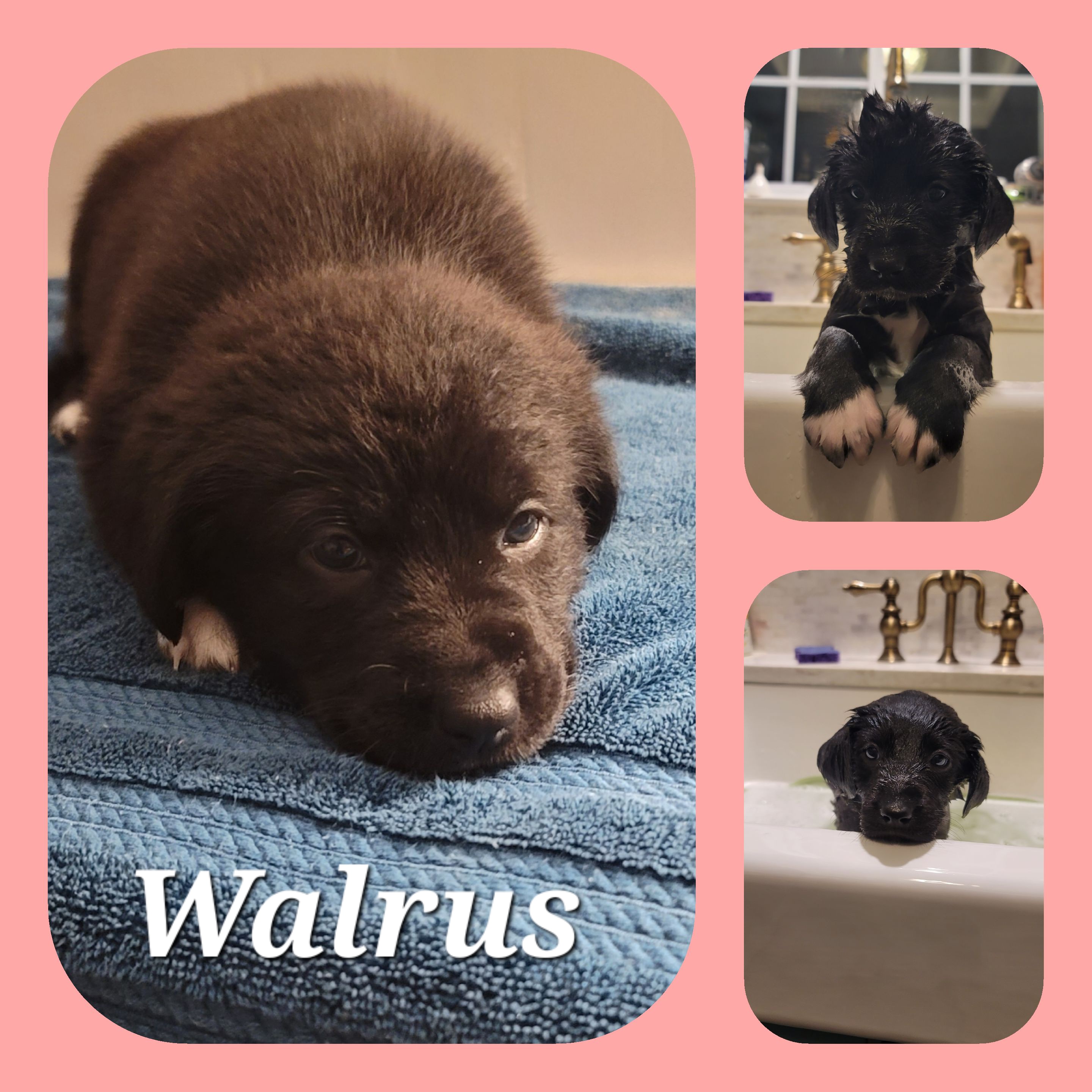 Picture of the Animal Listed