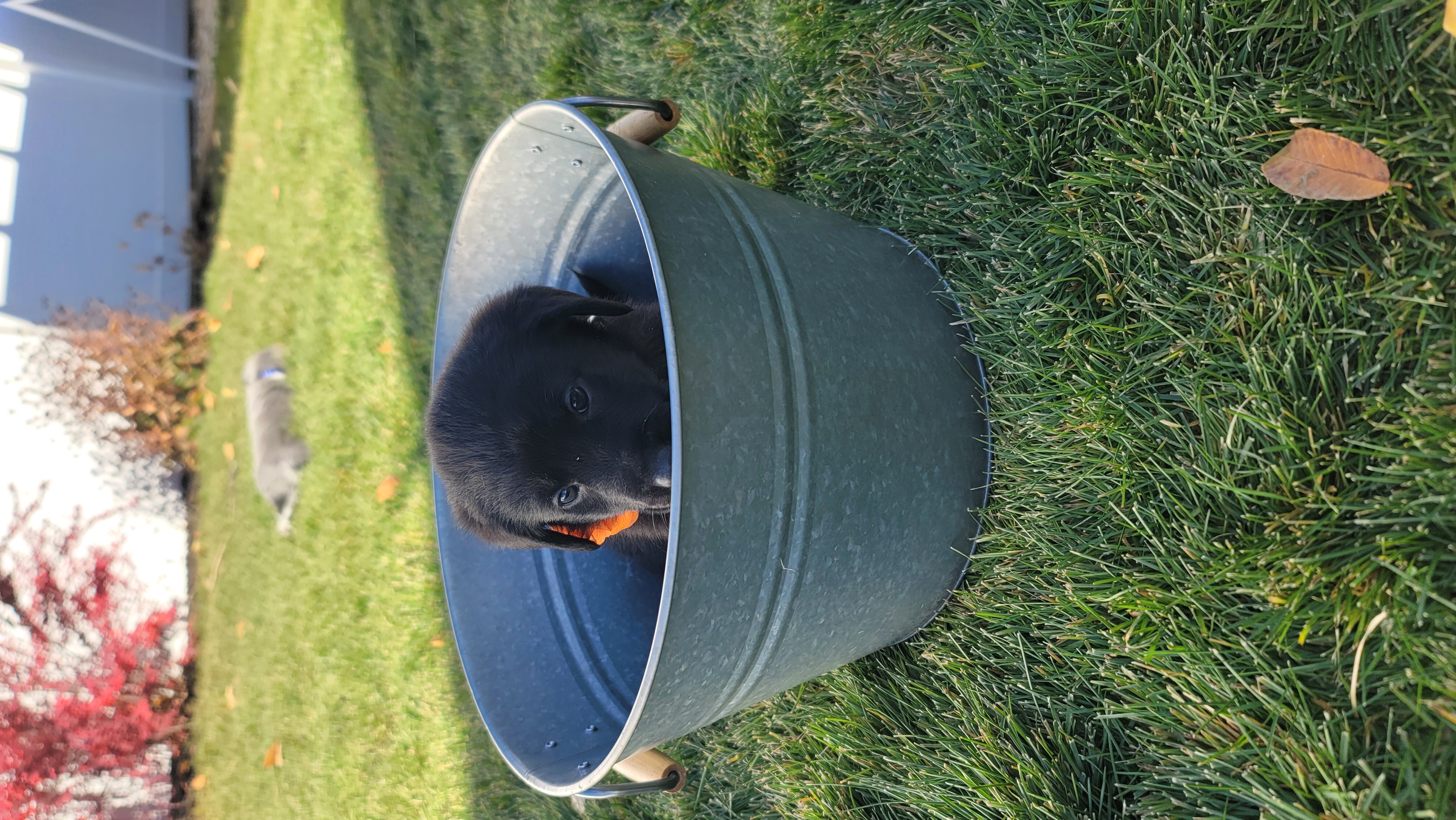 Picture of the Animal Listed