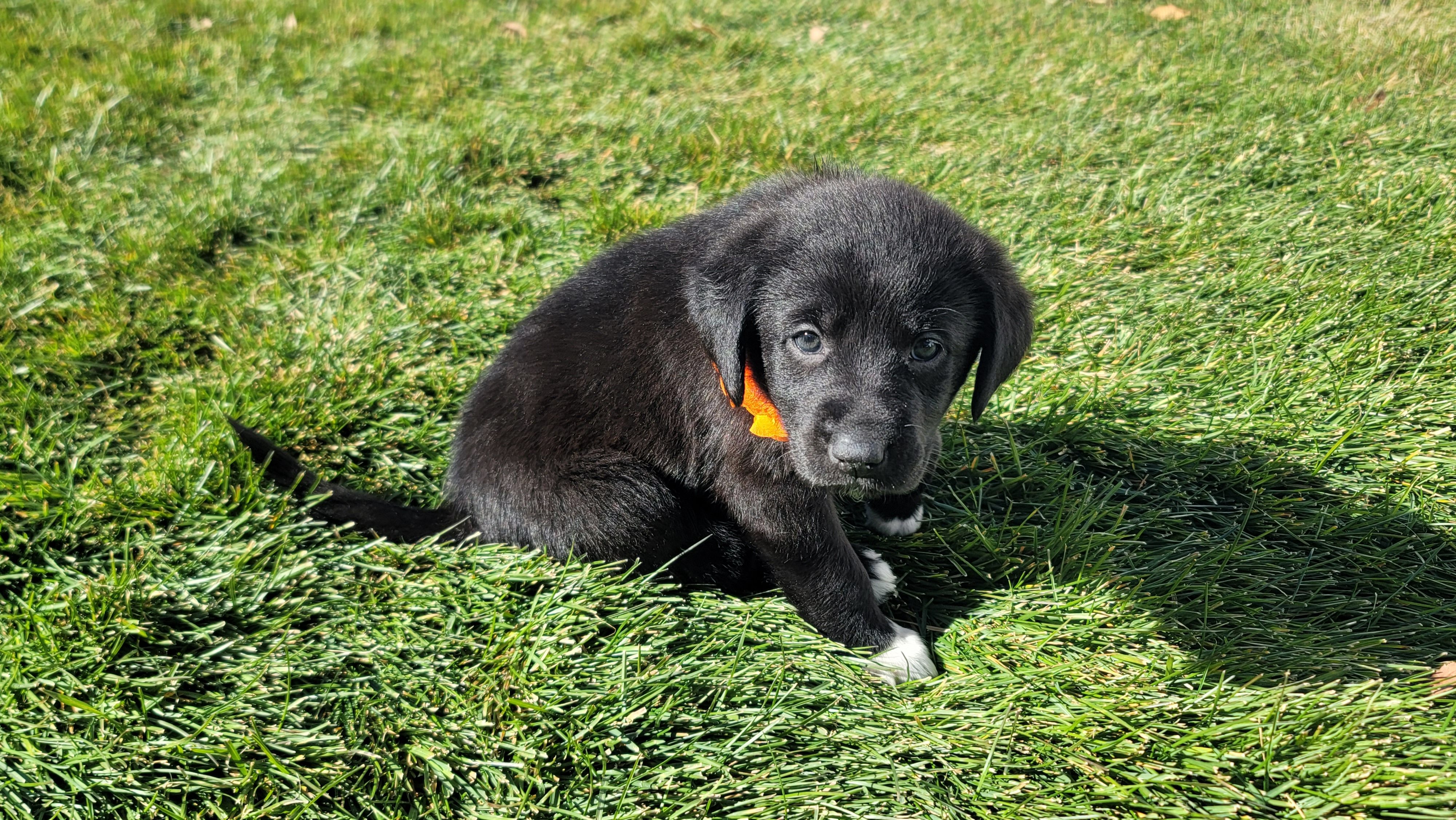 Picture of the Animal Listed