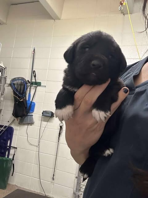 Picture of the Animal Listed