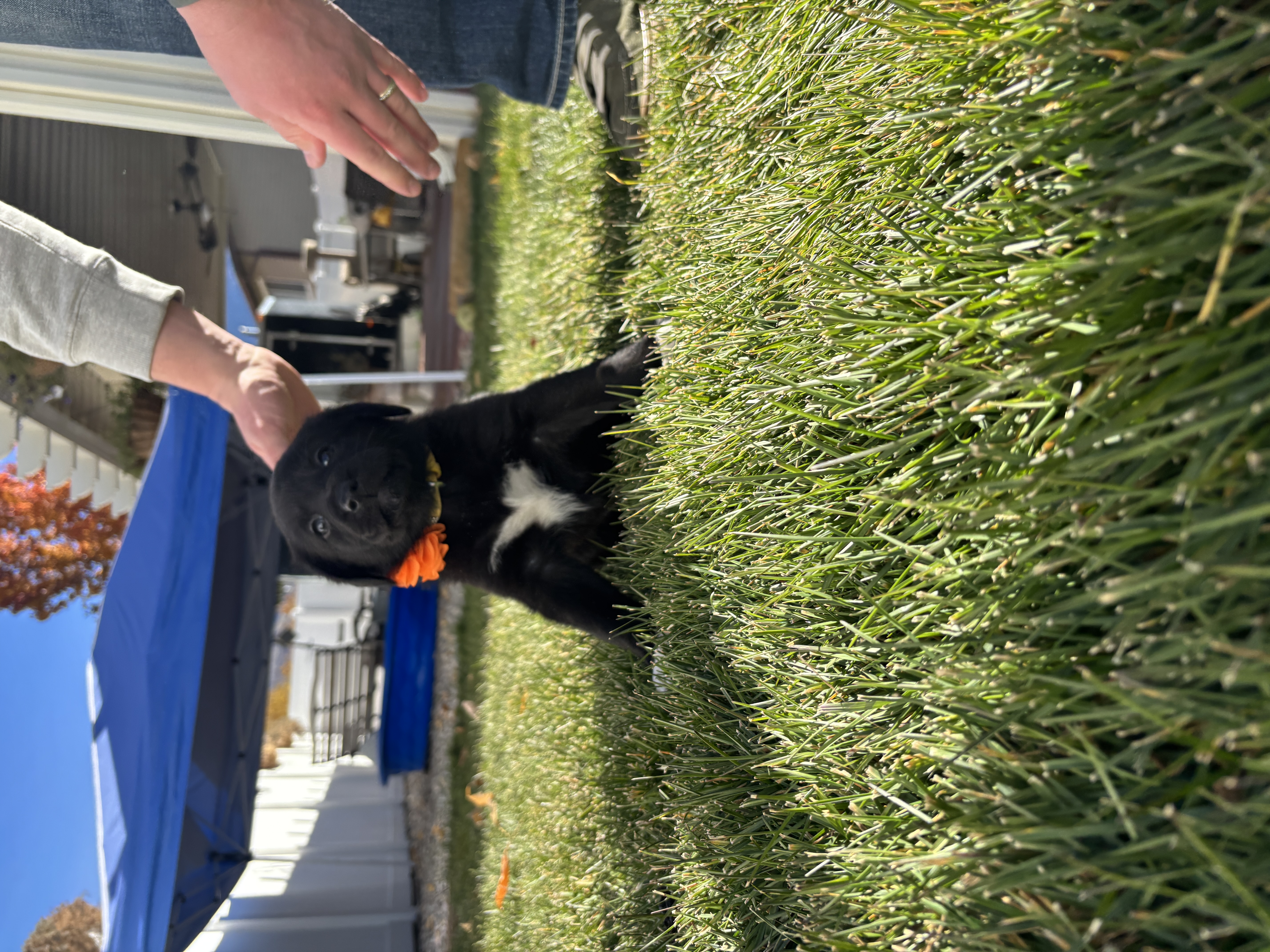 Picture of the Animal Listed