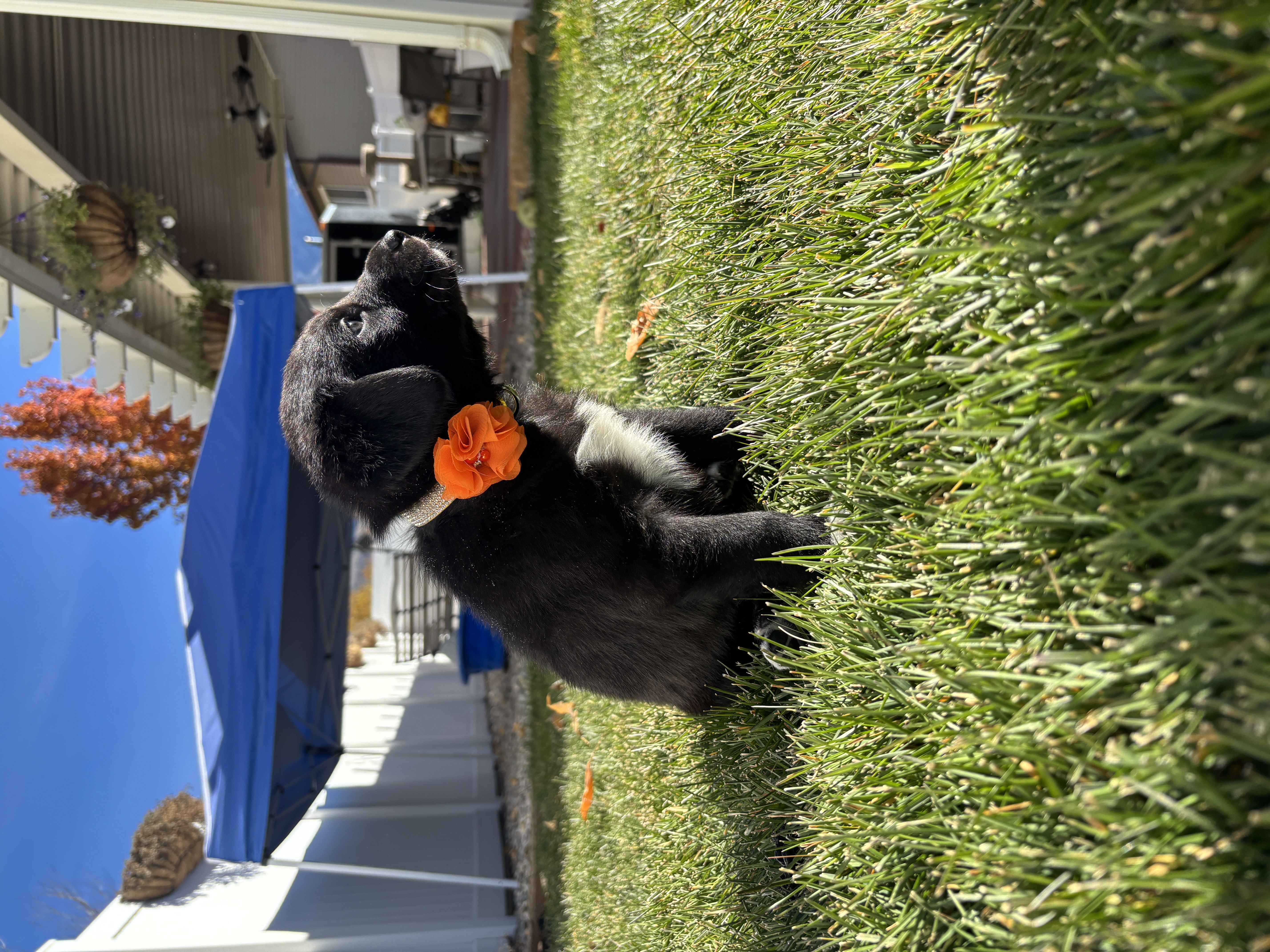 Picture of the Animal Listed