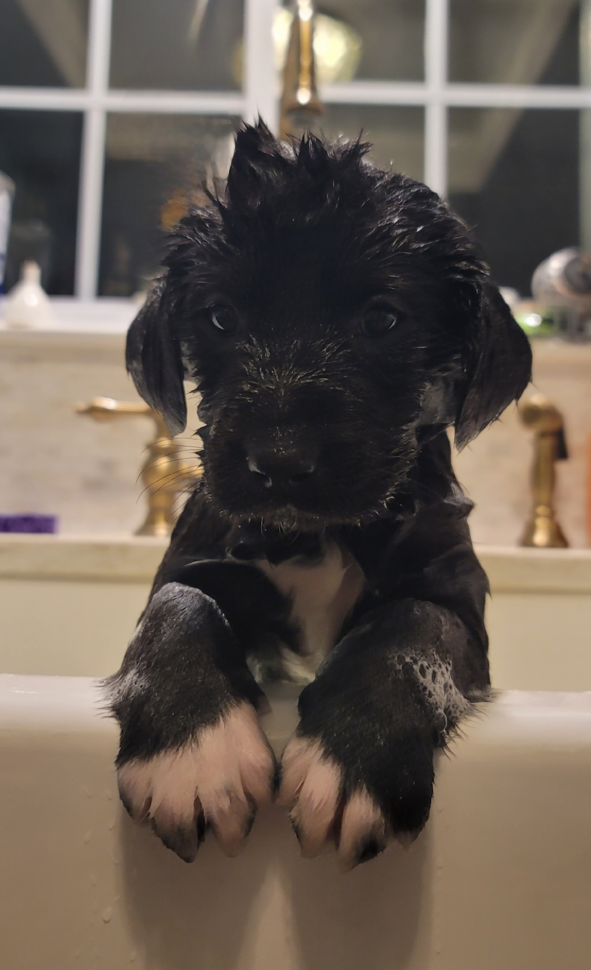 Picture of the Animal Listed