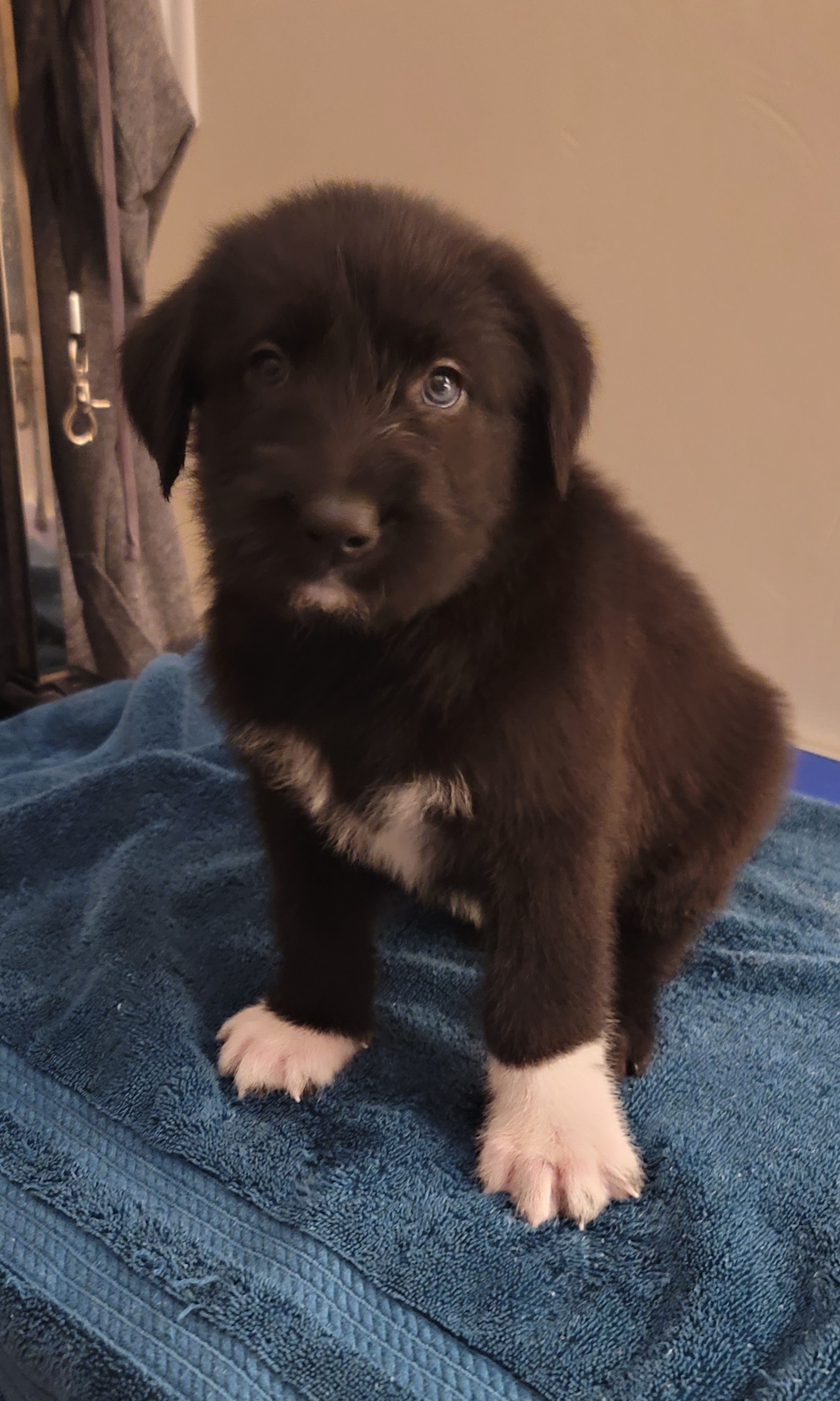 Picture of the Animal Listed