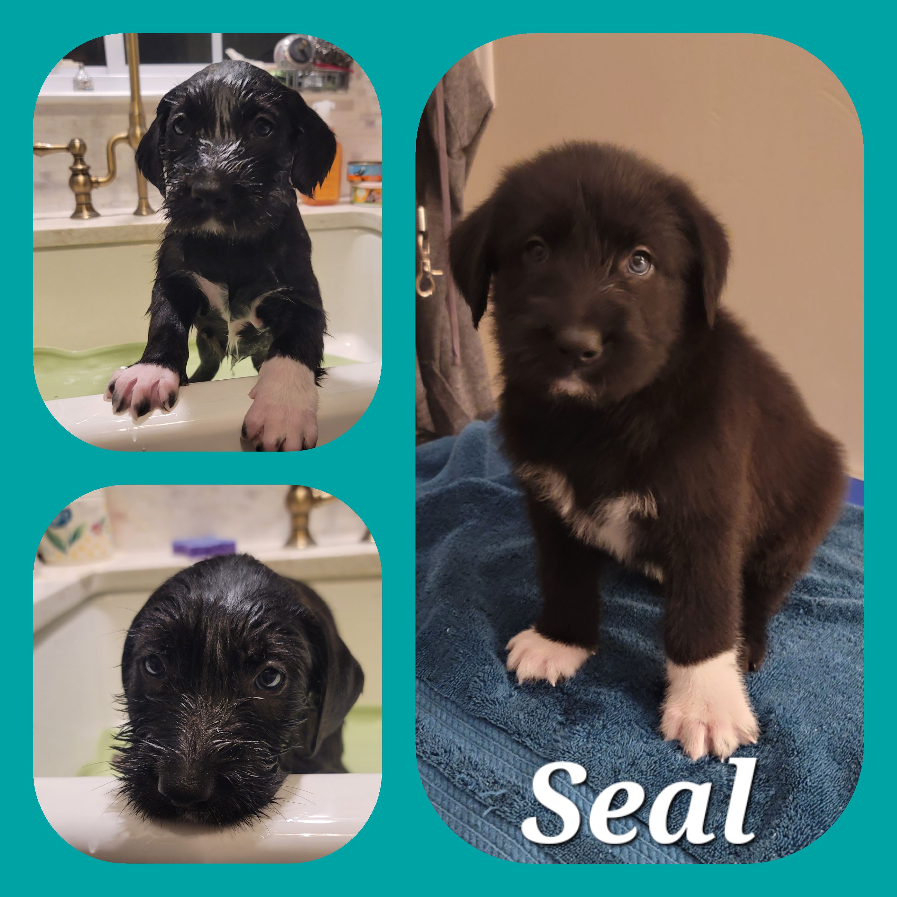 Picture of the Animal Listed