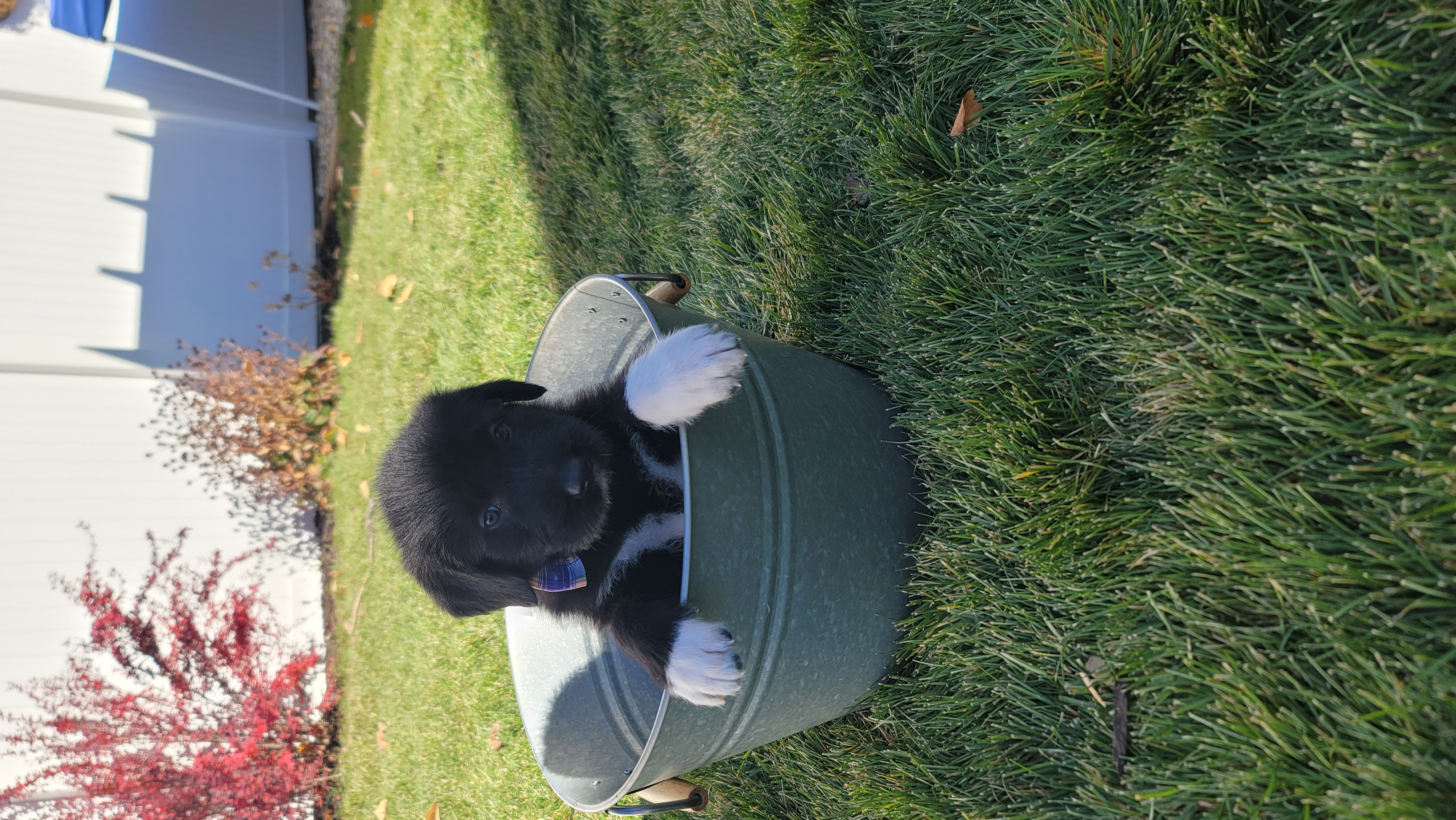 Picture of the Animal Listed