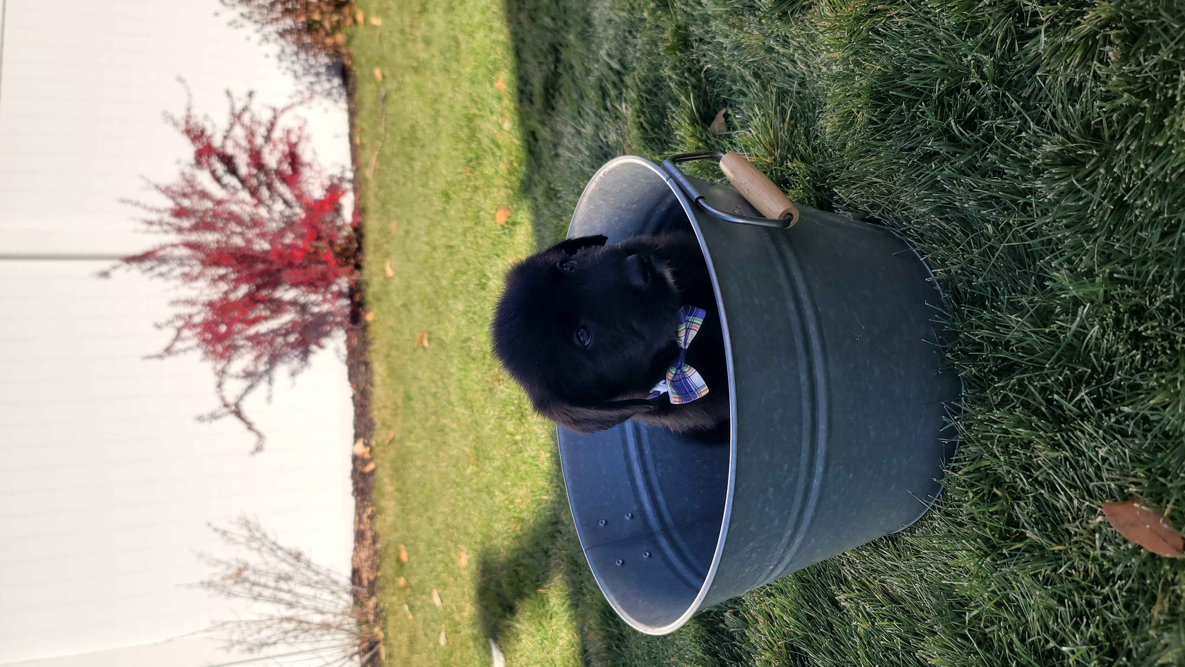 Picture of the Animal Listed