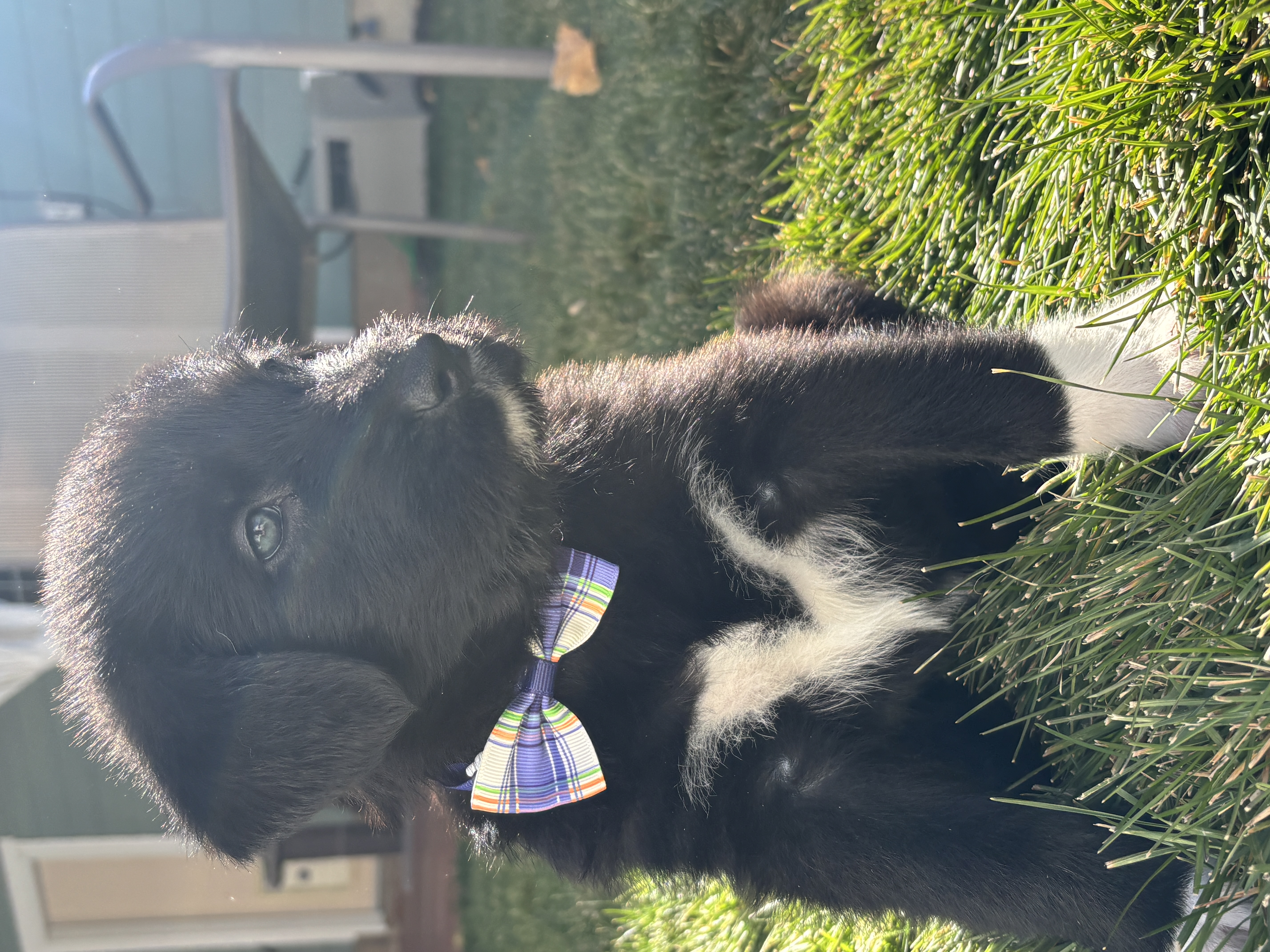 Picture of the Animal Listed