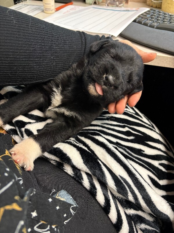 Picture of the Animal Listed