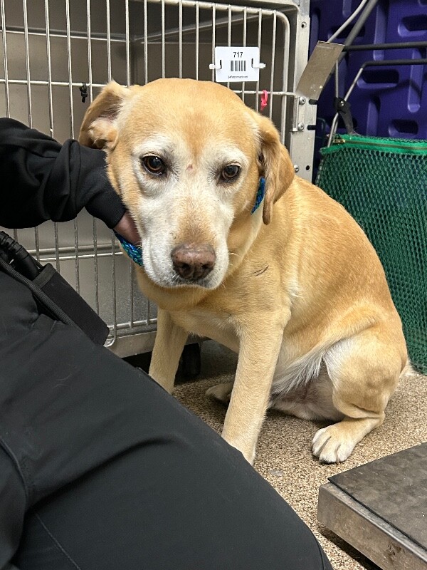 Picture of the Animal Listed